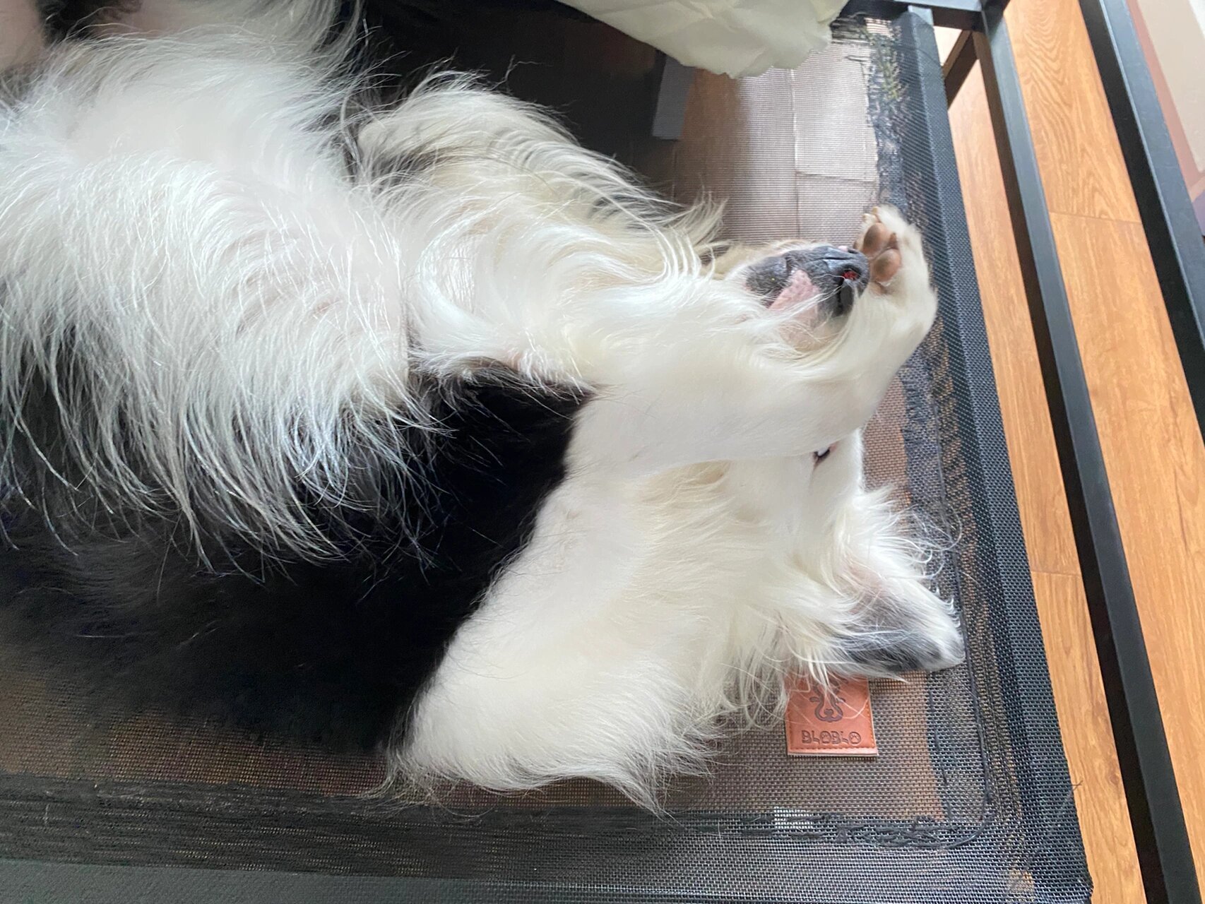 虽然我儿子是白头边牧 但并没有到达幽灵边牧的标准,所谓失格 全呈乔