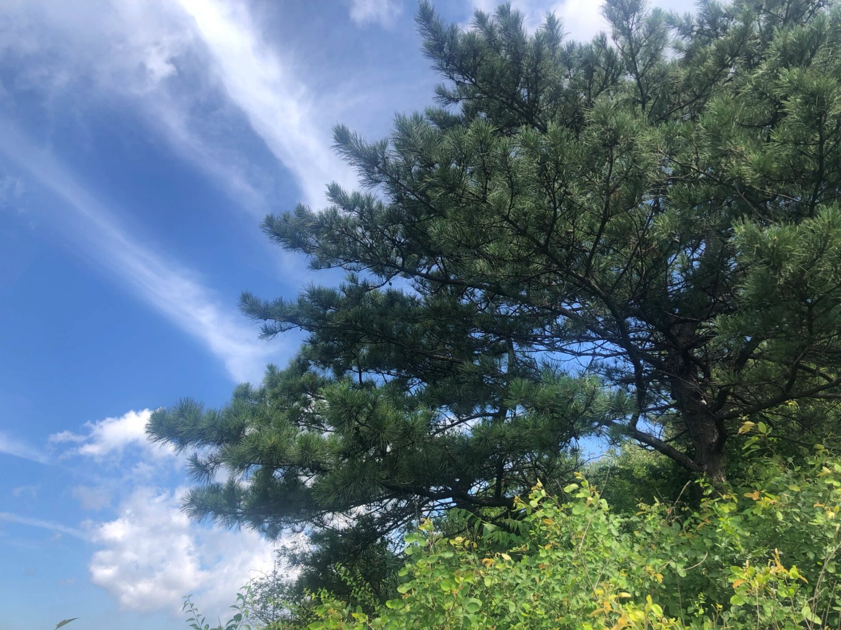 蓟州小众美景地—黑峪神秘谷 下面起点处有孔雀,甚至下了三个孔雀蛋