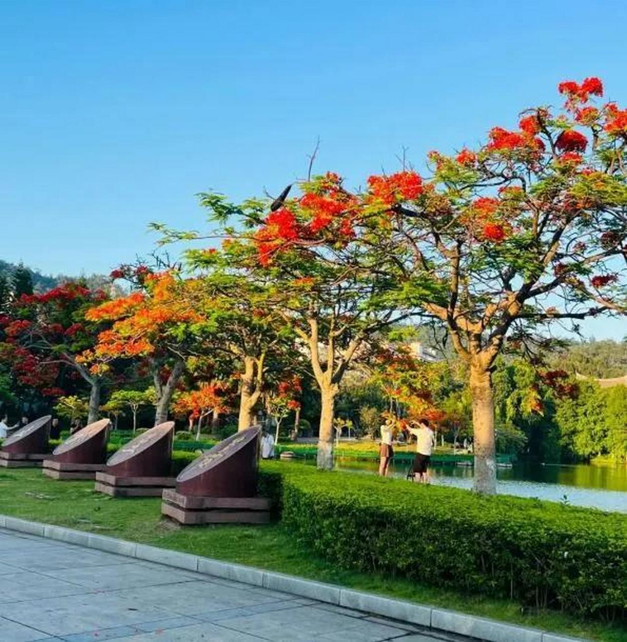 厦门大学凤凰花开,一季缘来,一季缘散