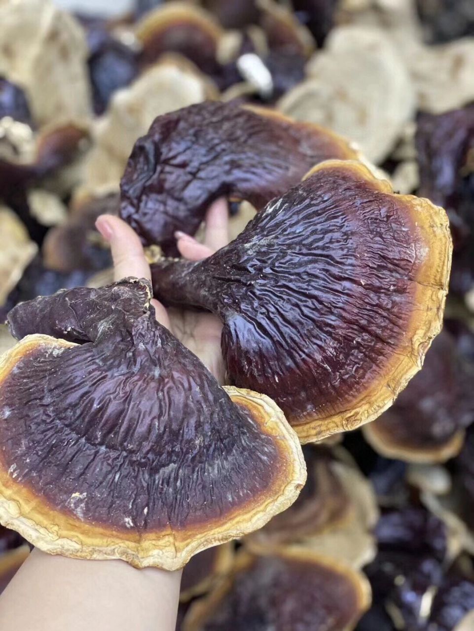 大个长白山白肉灵芝208一斤💰 大个长白山白肉灵芝 208一斤💰 打