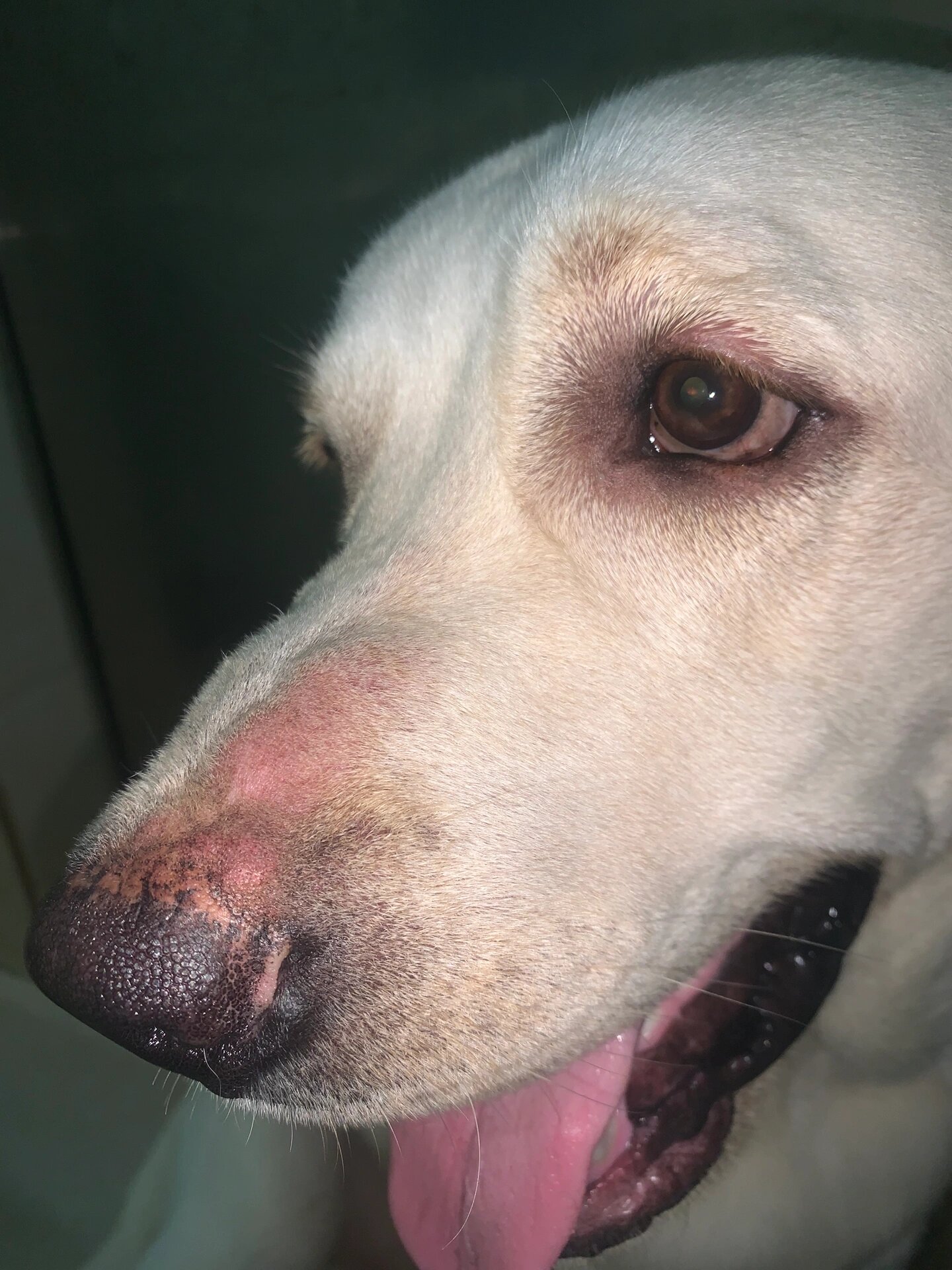 狗狗鼻头发红脱毛,有红斑,该怎么办?