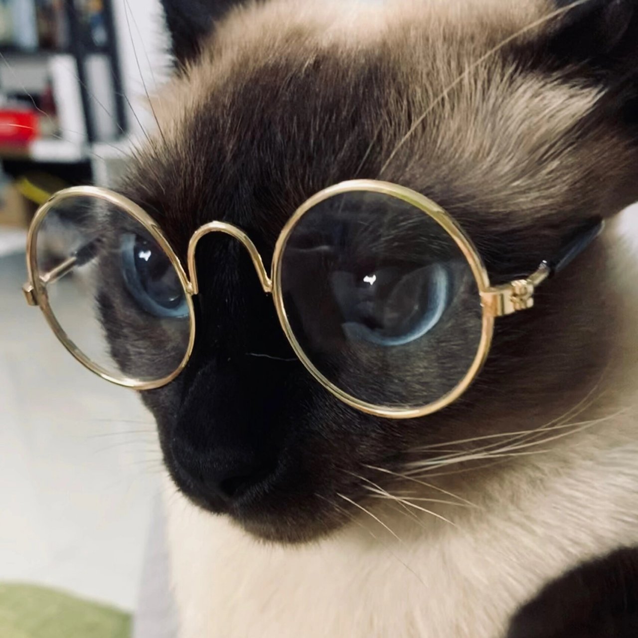 暹罗猫戴上眼镜,像不像斯文败类?