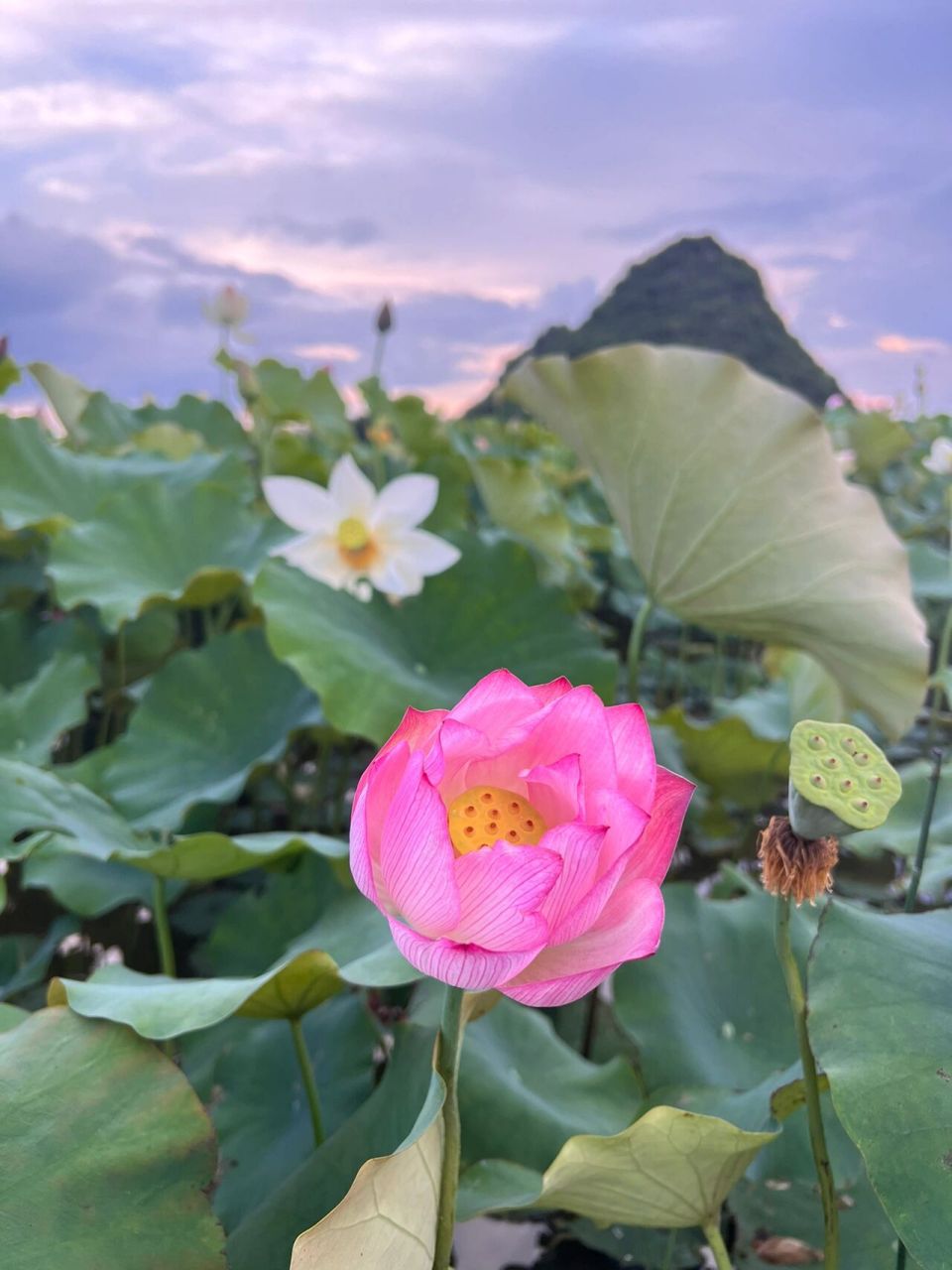 普者黑|荷花是夏天的文案 第三次来普者黑了 为什么这么中意普者黑呢?