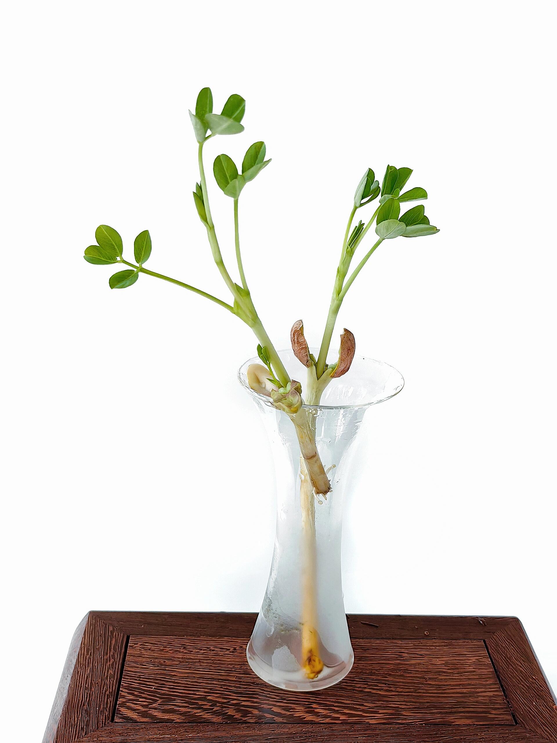 绘画素材:花生苗