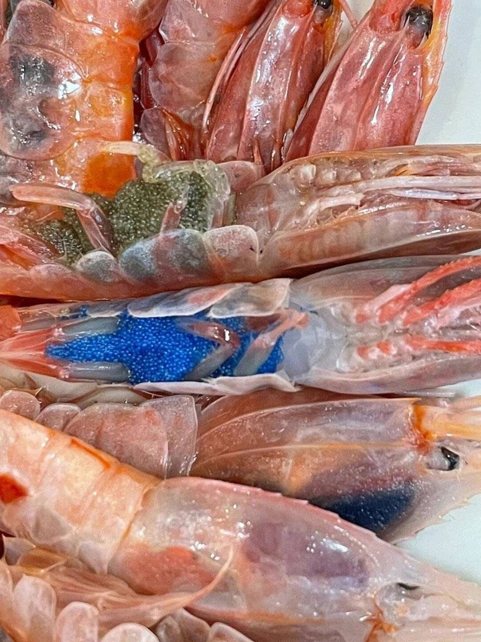 腹籽蓝色蓑衣虾 7815最近在盒马买了一盒北极甜虾,便一发不可收拾