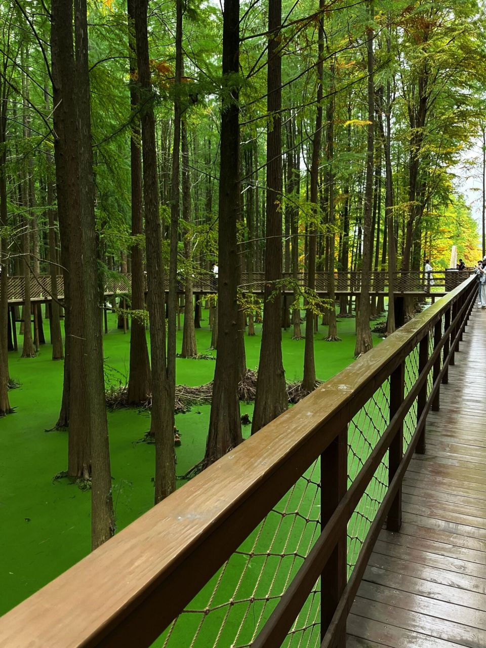 青山湖水上森林公园 青山湖水上森林公园,真的是仙境吧,称为抹茶森林