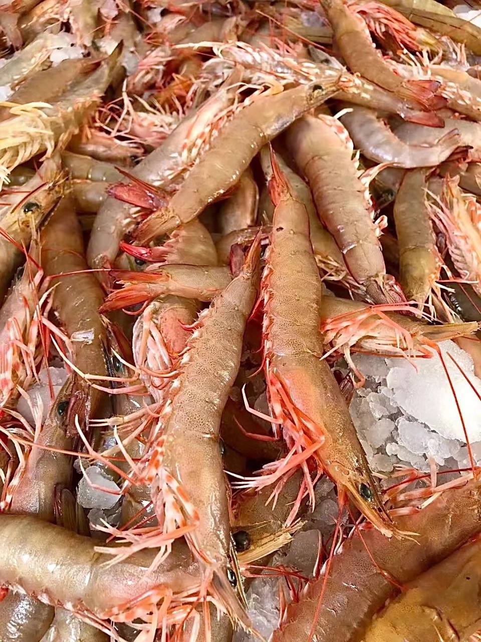 住在海边每天吃什么之卢虾篇 新鲜沙卢虾丰收啦 潮汕野生沙卢虾,白灼