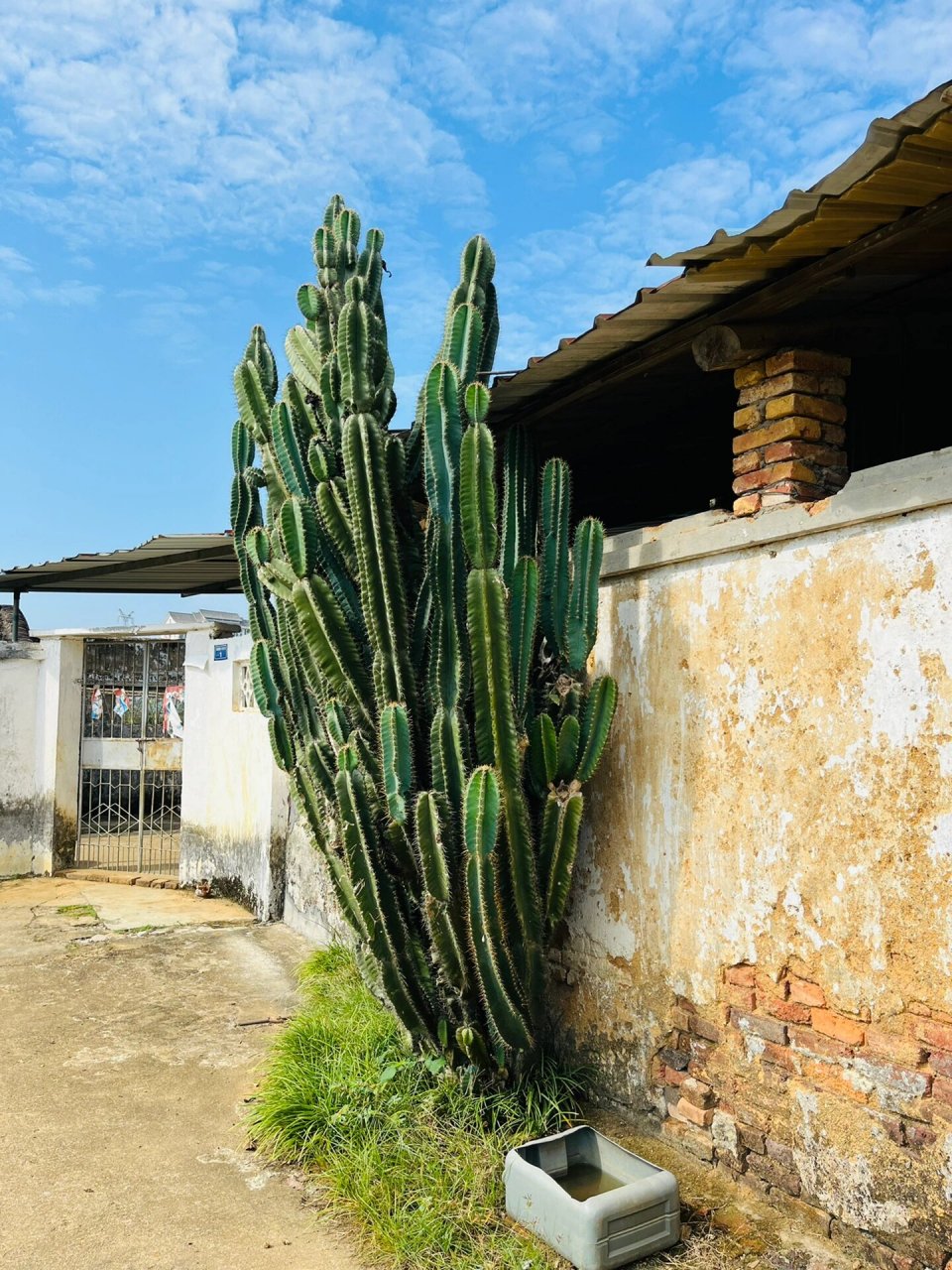 野生仙人掌91 92#植物# #仙人掌# #盆栽植物# #植物科普# #植物