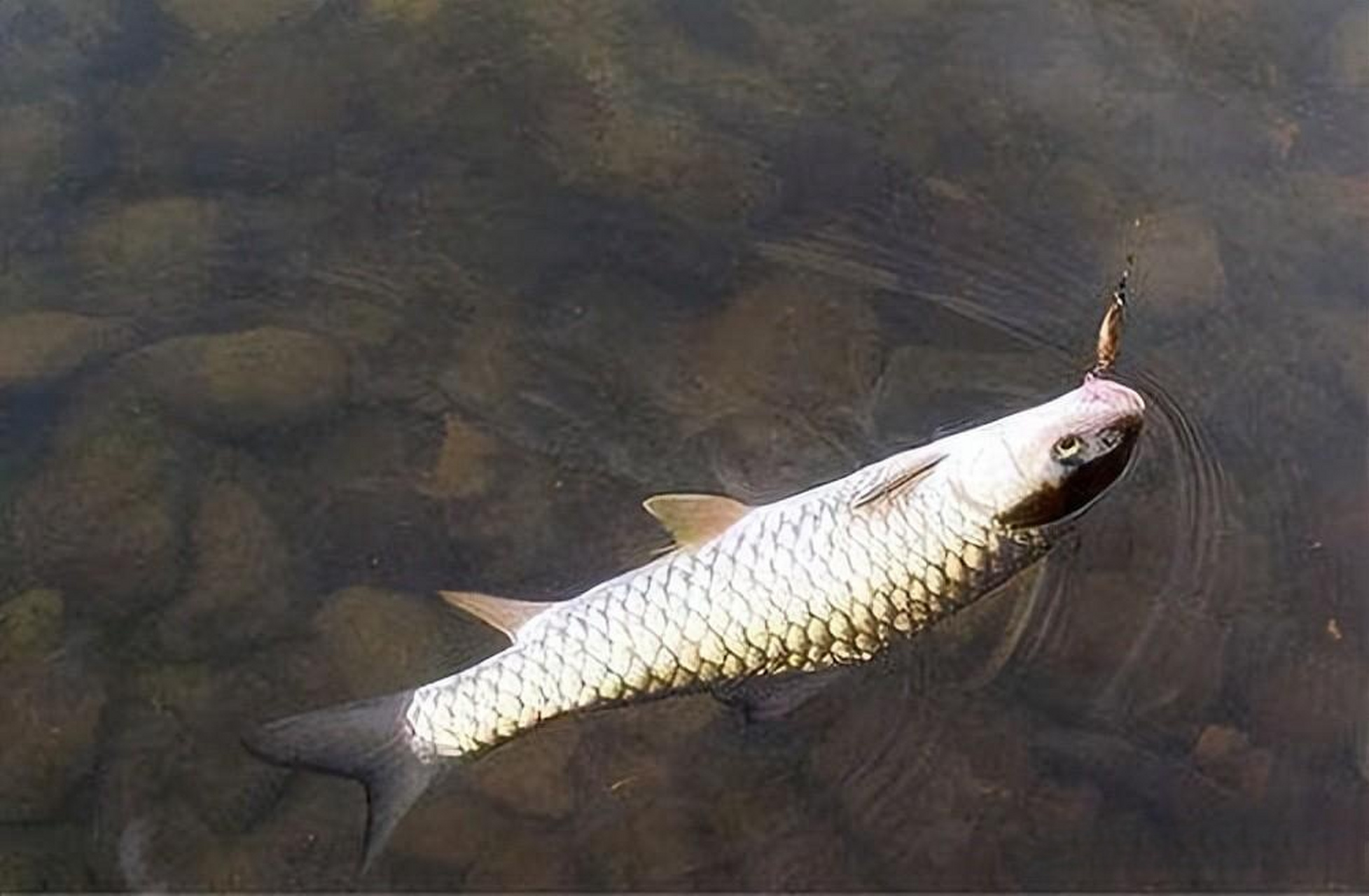 军鱼怎么钓,有几种钓法? 钓军鱼需要选择适合的钓点和方法,如"钓看食"