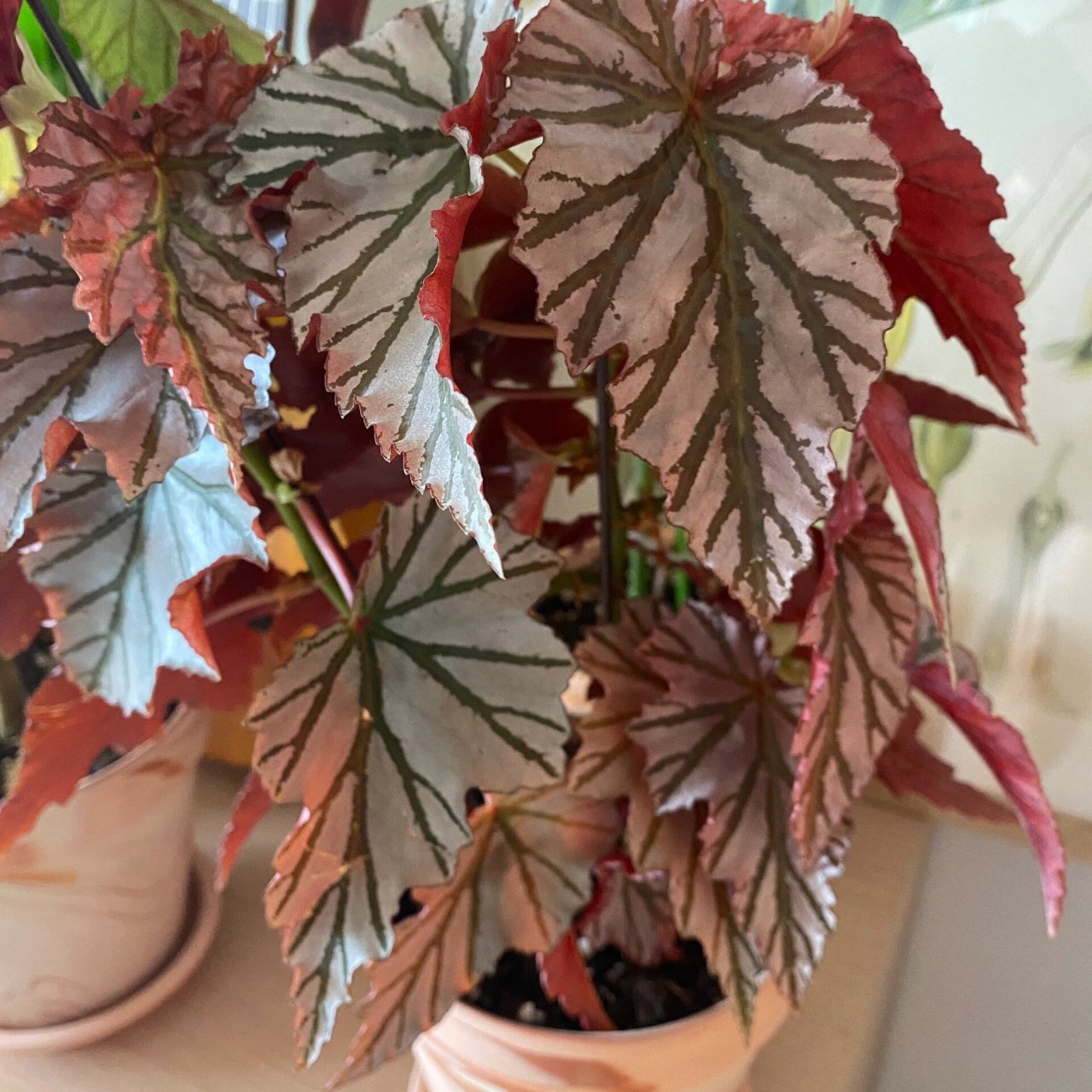 今日推荐——海威秋海棠 海威秋海棠真的好养 夏季不怕高温 颜值也不