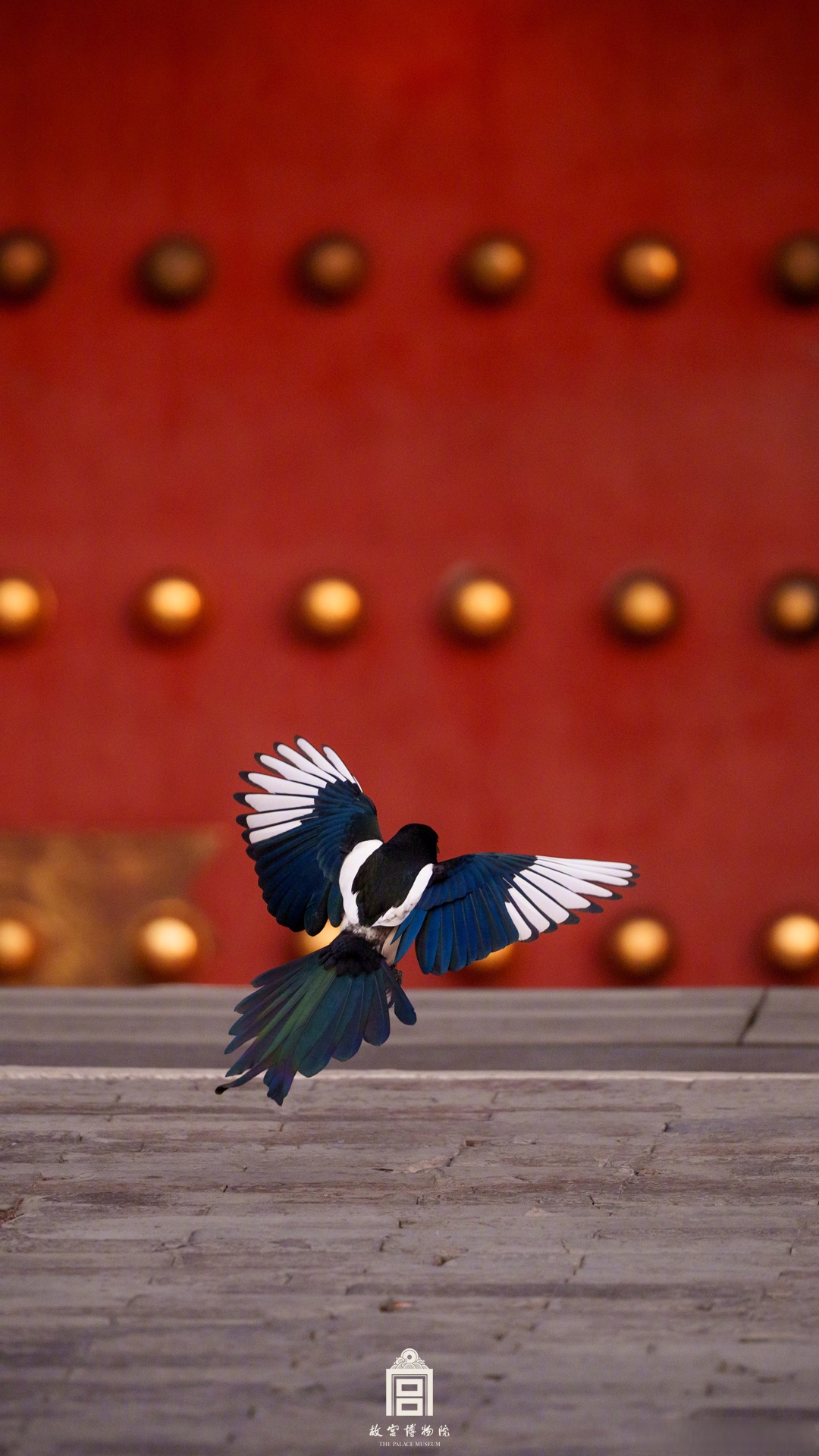 新年第一张照片##你好2025# 素材来源于:故宫博物