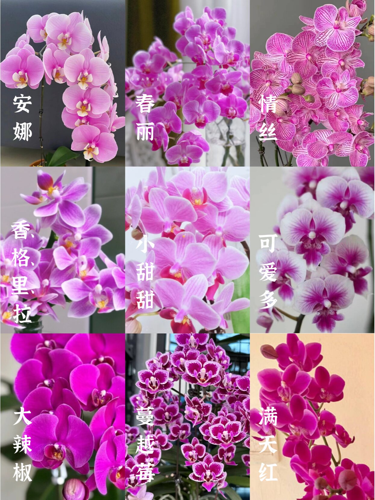 带你认识26种不同色系的蝴蝶兰