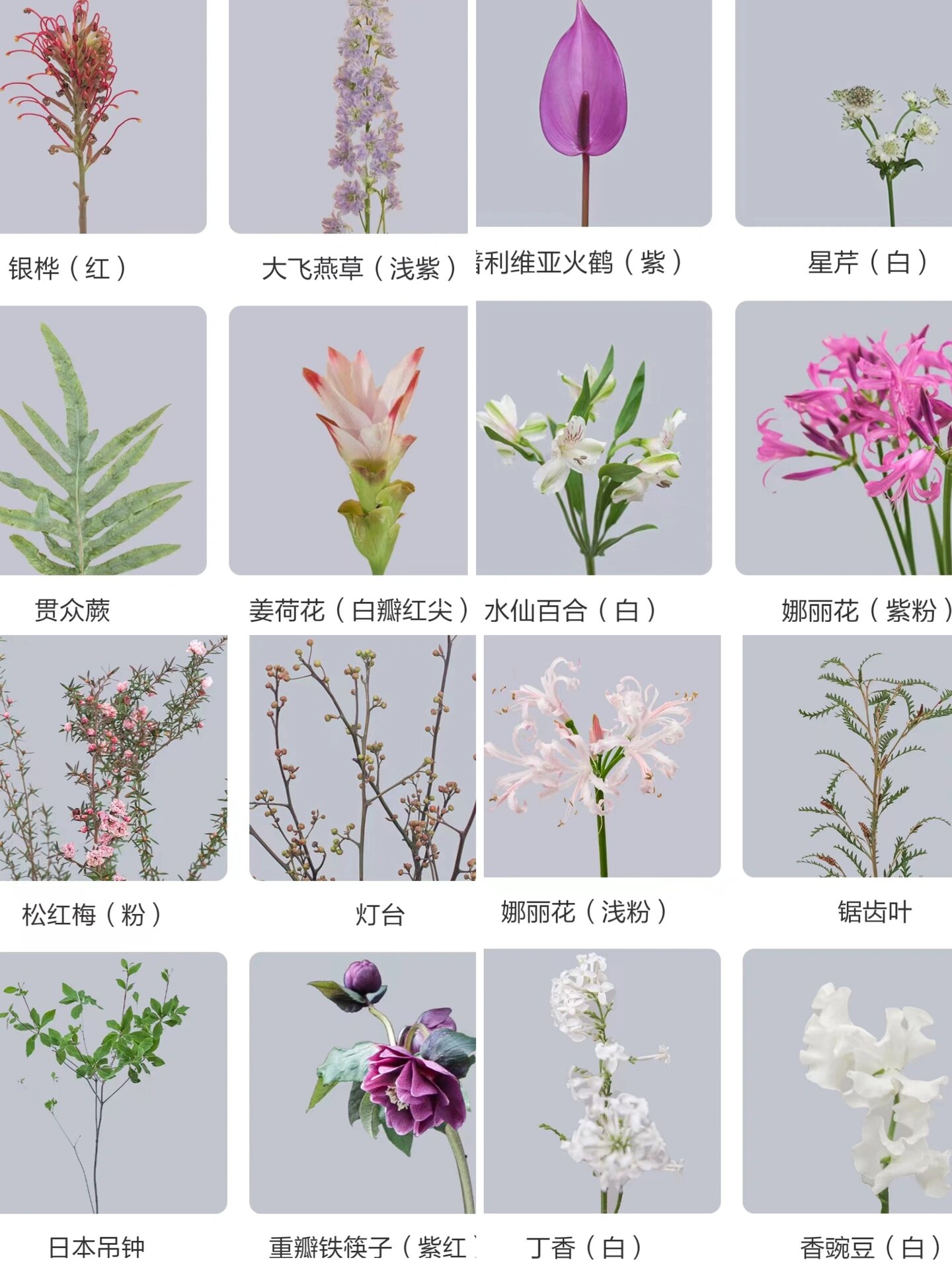 众里花材集 | 32款奇花异草(之一)