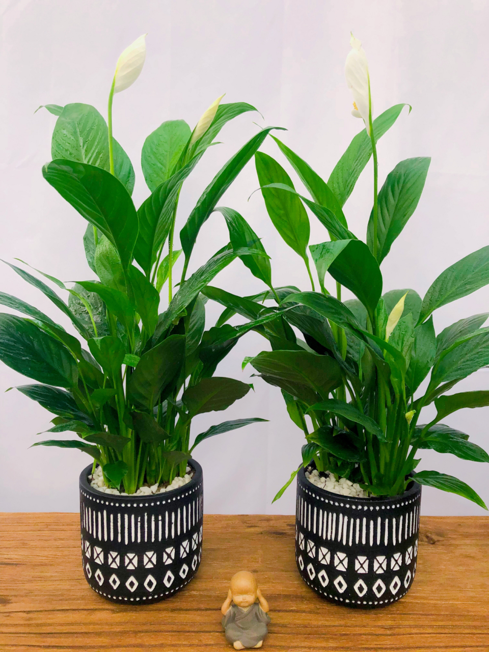 一帆风顺这样养! 🌈一帆风顺花不可接受强光直射暴晒,要以温柔的散