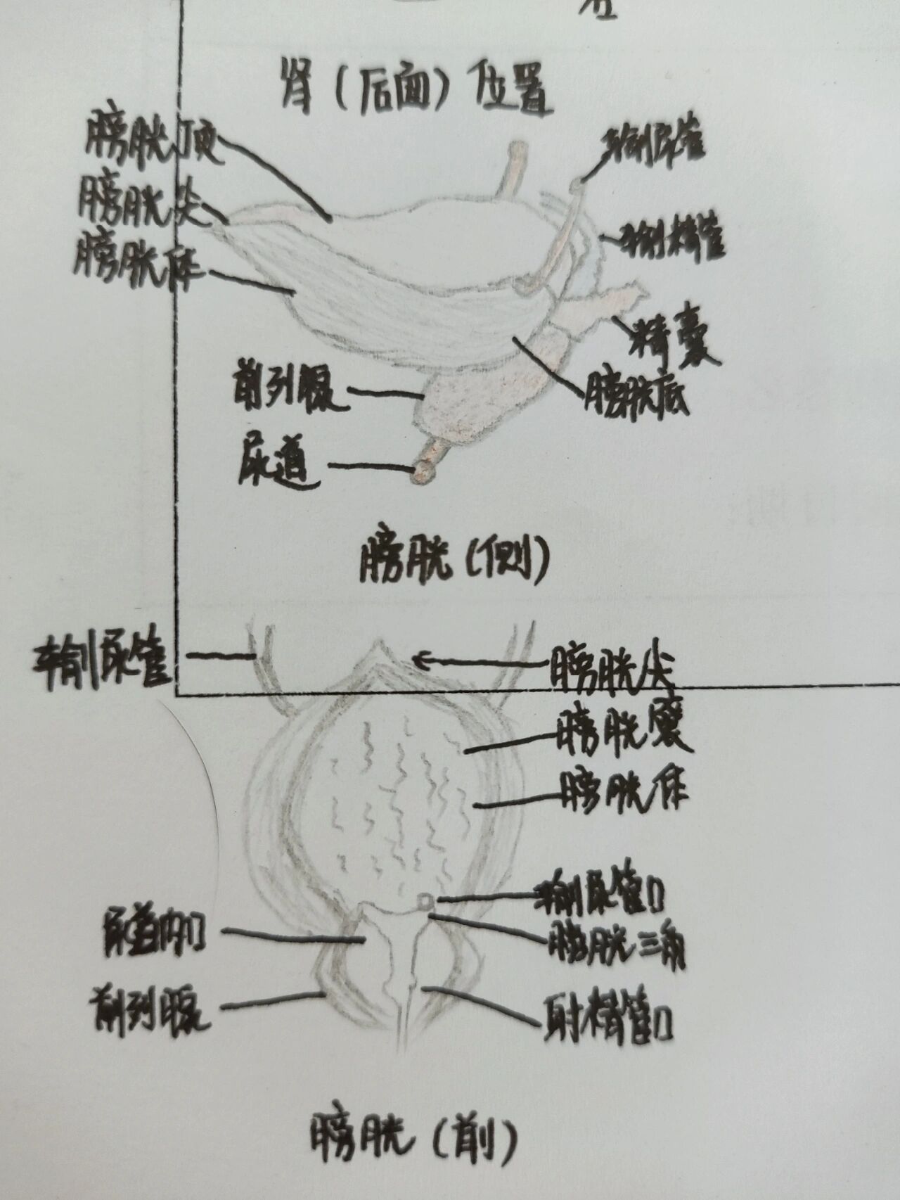 手绘泌尿系统肾脏 膀胱 腹膜