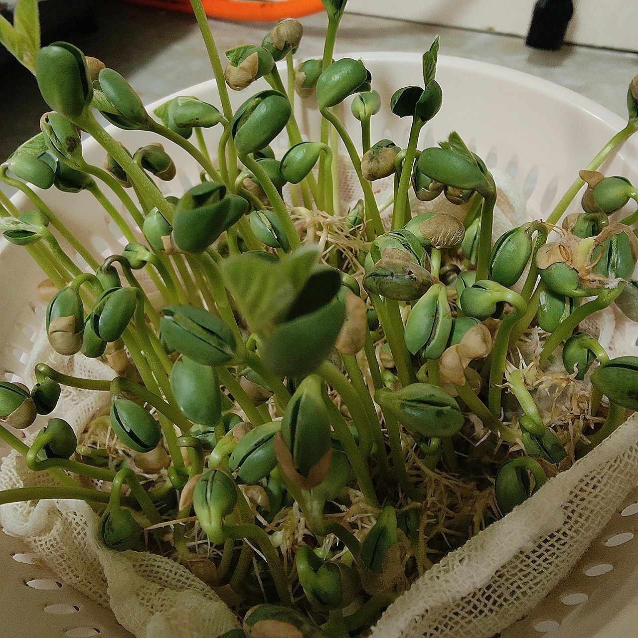 黃豆芽長葉了還能吃麼 發的黃豆芽,不知道為什麼變成綠色的了,而且還