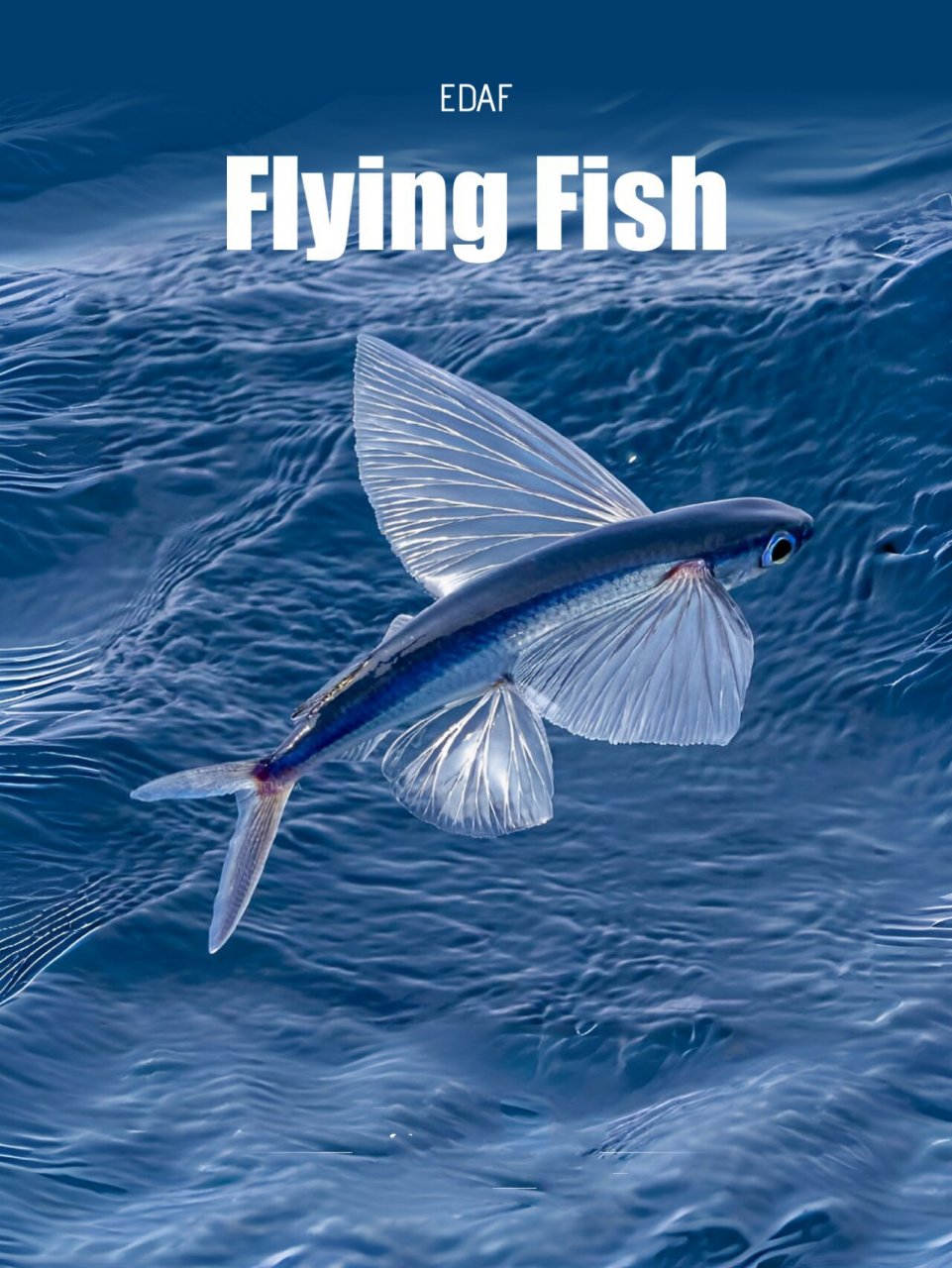 每日更新|爱真的需要勇气,来面对六眼飞鱼~ 拉丁学名:exocoetus