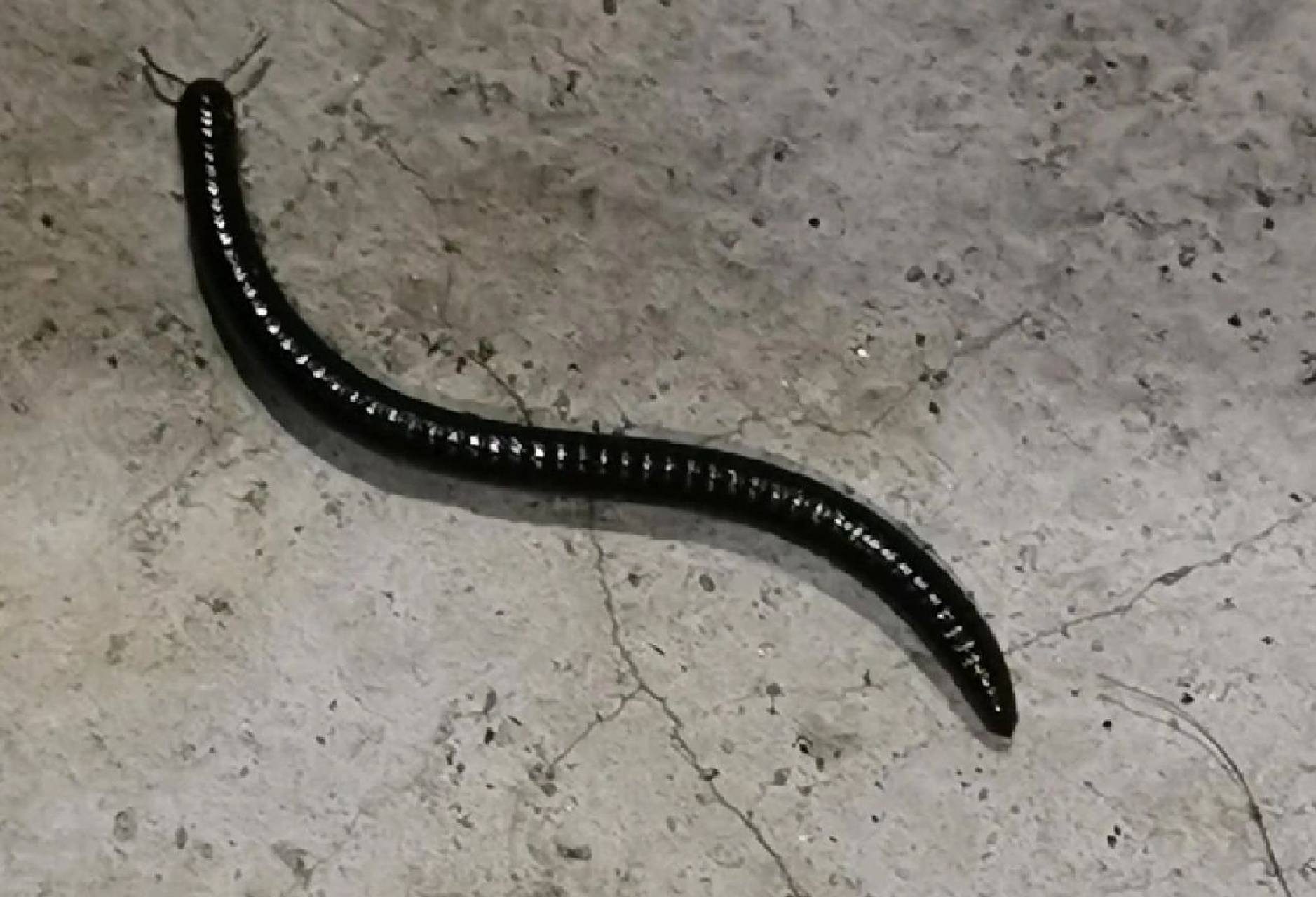 家里潮湿有像蜈蚣一样的虫子怎么灭 有一种虫子,有很多腿,个头比蜈蚣