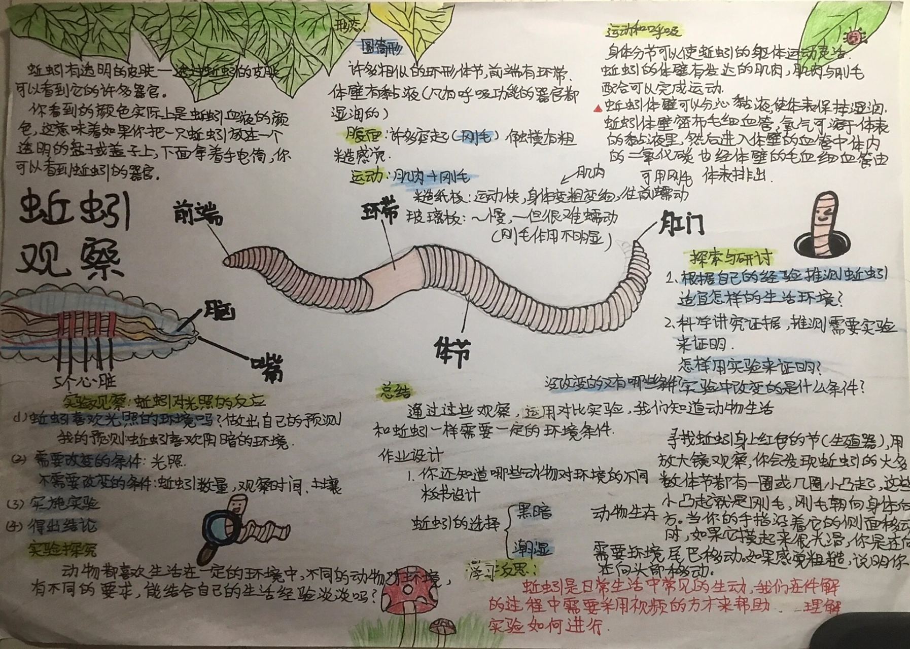 蚯蚓观察记录小报