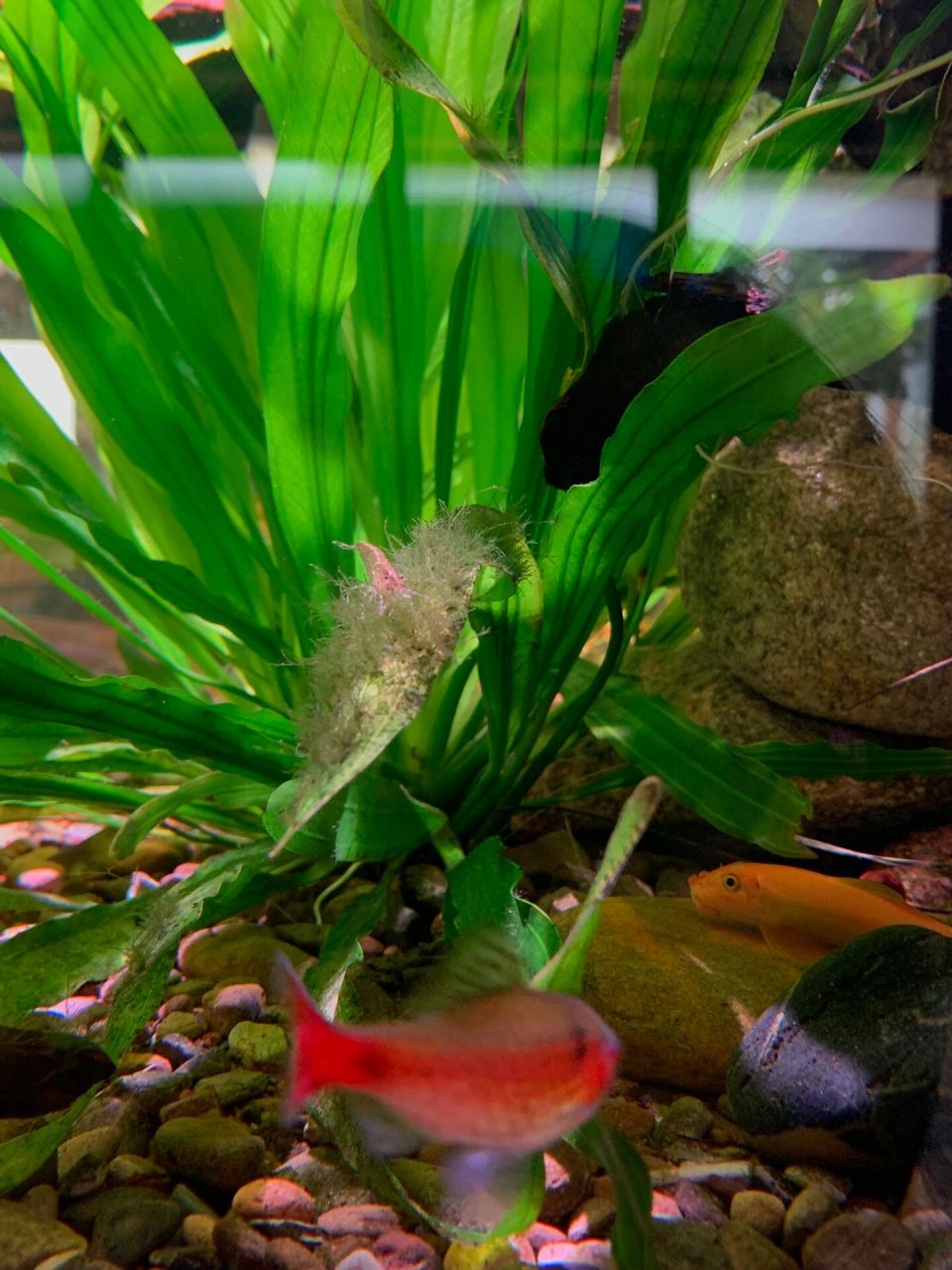 这5种,省心又好养 7215原生缸,水草缸,溪流缸和造景缸都离不开