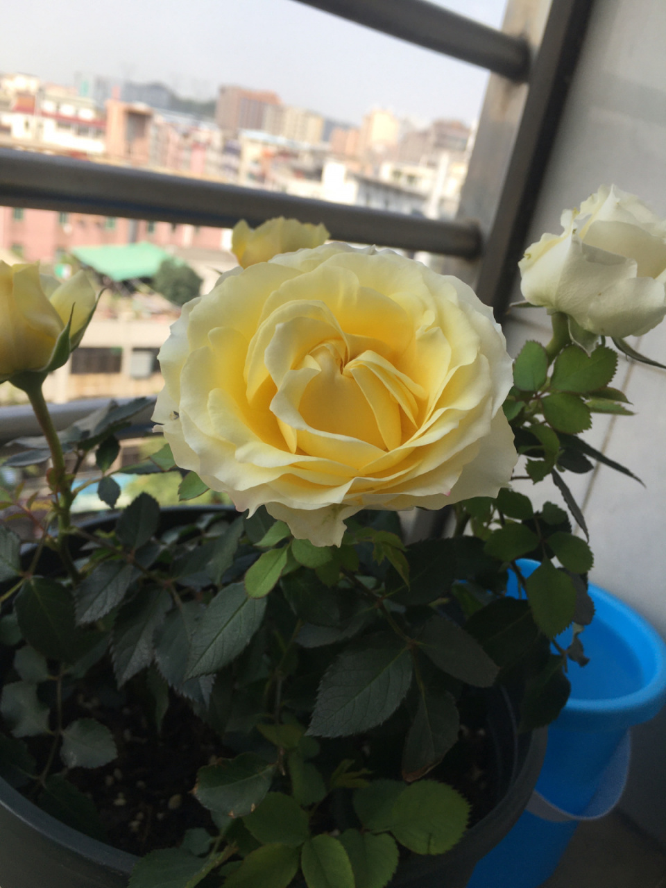 买的时候说是绿美人,可是,怎么开花了是黄色 来的时候花苞也是绿色的