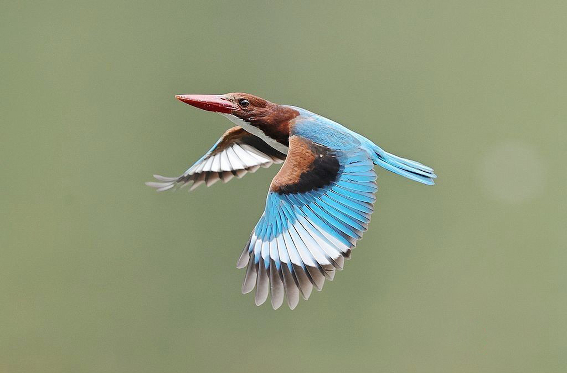 第十种鸟:白胸翡翠 第十种鸟:白胸翡翠白胸翡翠0202是翠鸟科翡翠