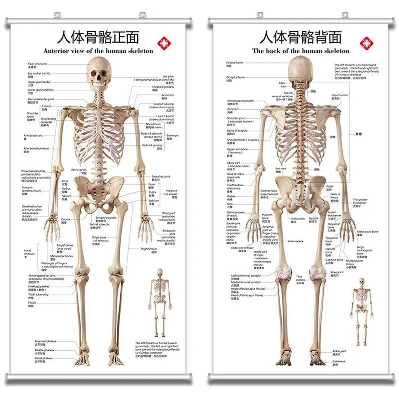 基本形与骨骼图片
