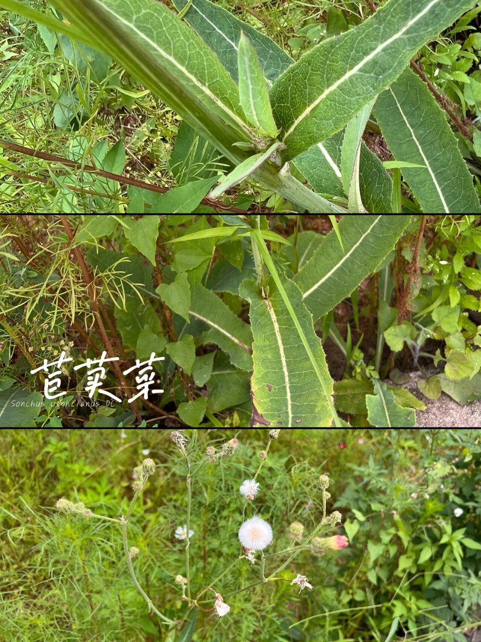 苣荬菜花图片