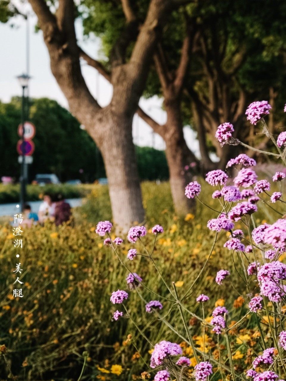 骑行阳澄湖美人腿半岛 #苏州历史地理人文美食#09:阳澄湖美人腿半岛