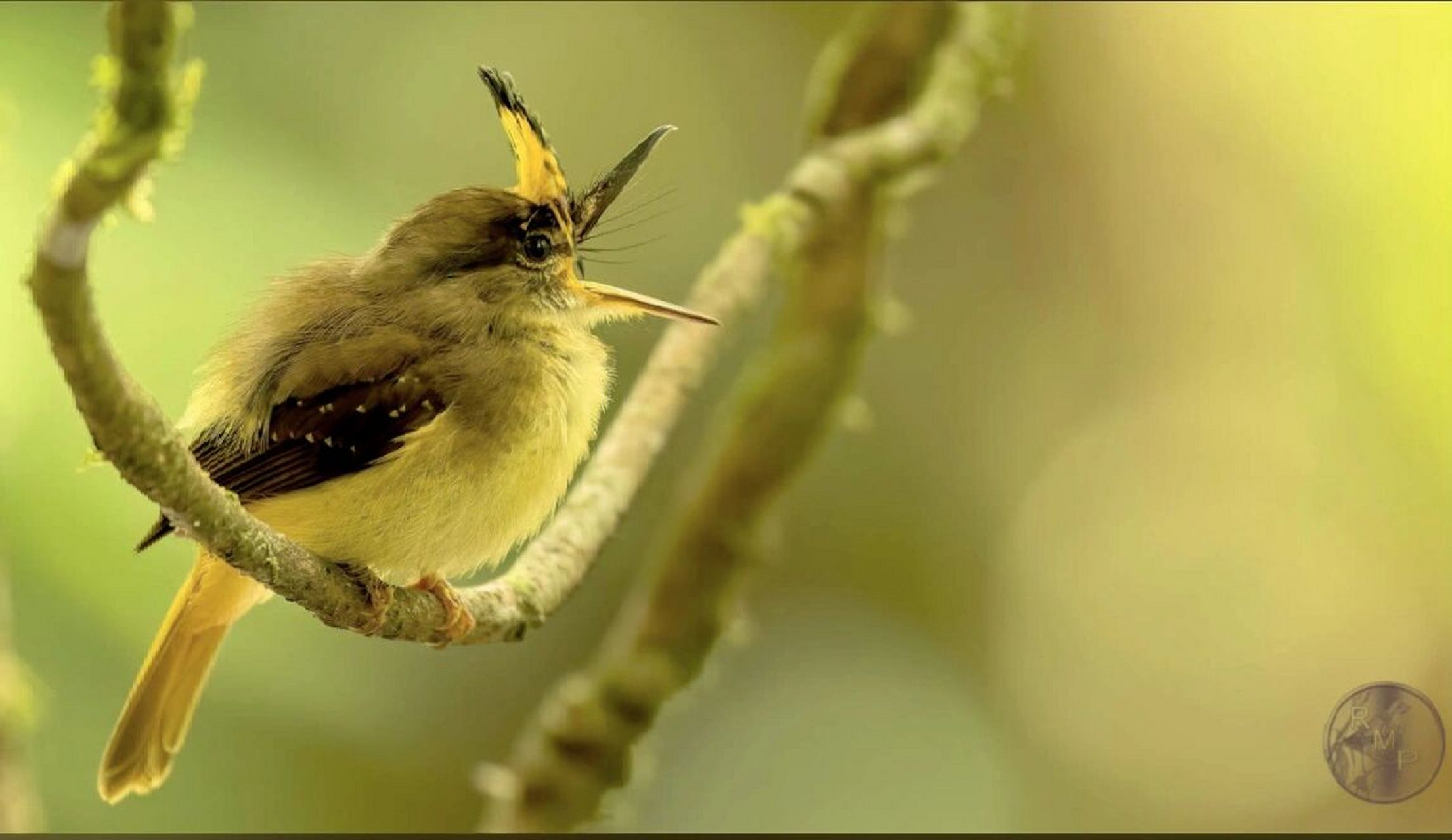 看个鸟|被认为是雀鸟中最漂亮的皇霸鹟 皇霸鹟又被称为皇家鹟,是一种