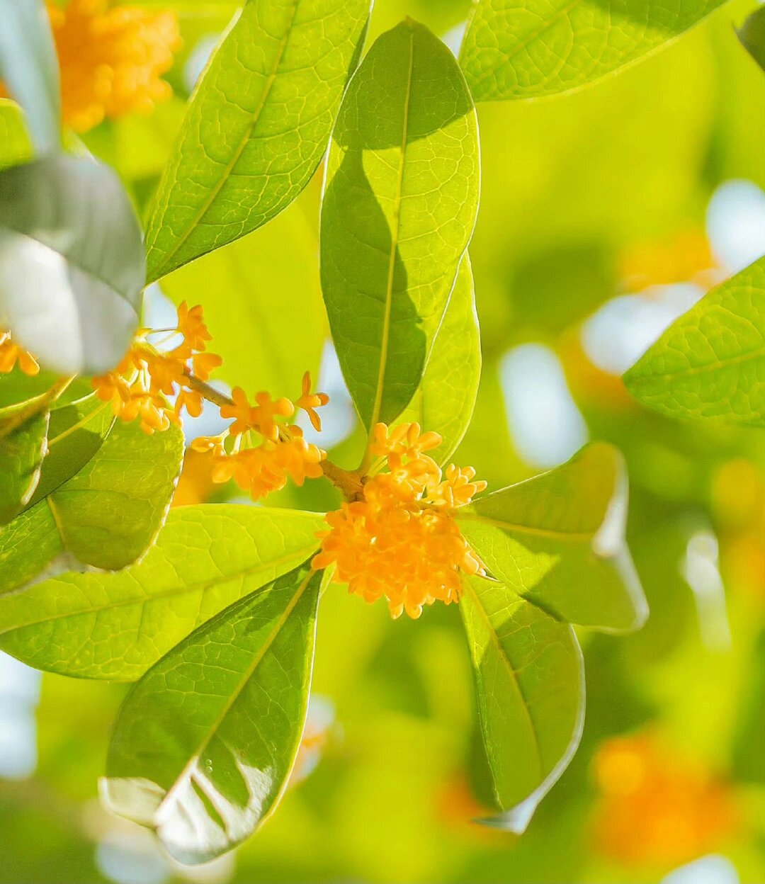 招财,利考|桂花头像壁纸背景图一套 从左往右 头像壁纸pyq背景 配齐啦