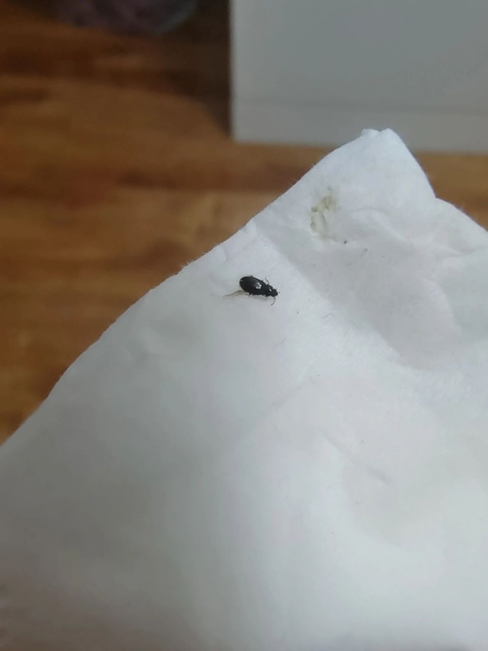 黑色带壳虫子 救命,我已经在家发现四五回了,有大有小,也不知道这玩意