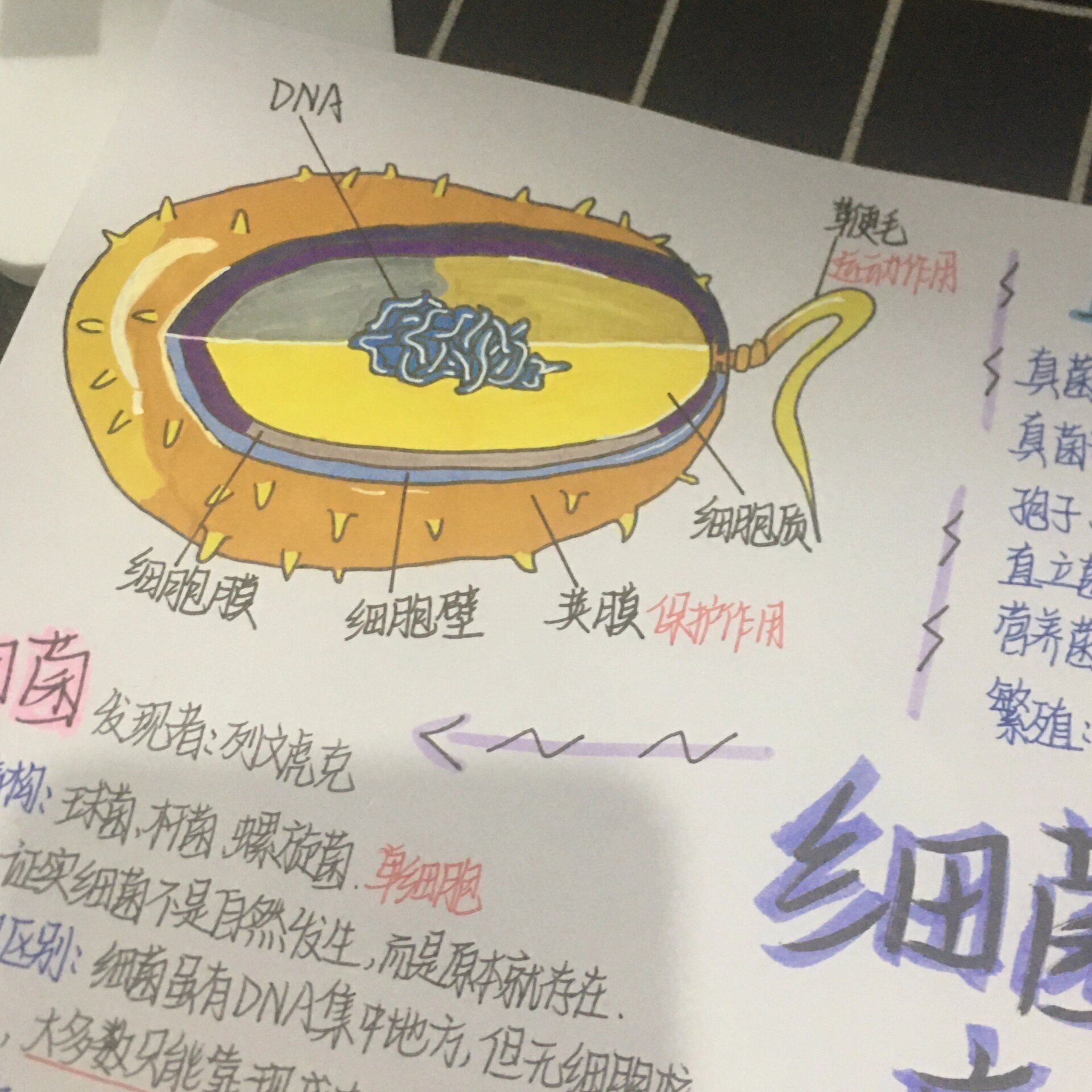 八上生物细菌真菌病毒思维导图