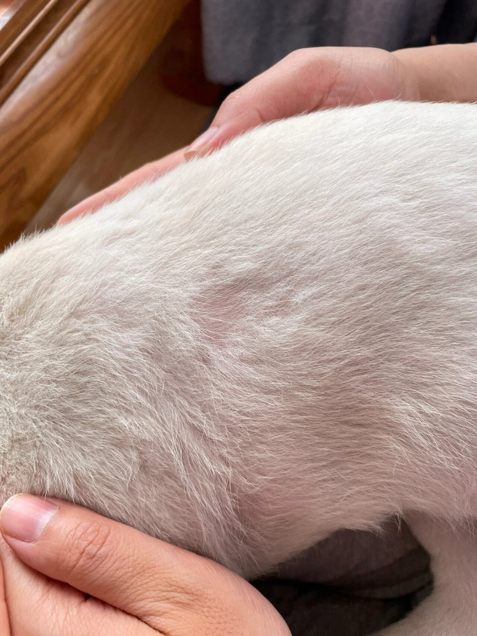 拉布拉多一块块掉毛是什么原因?