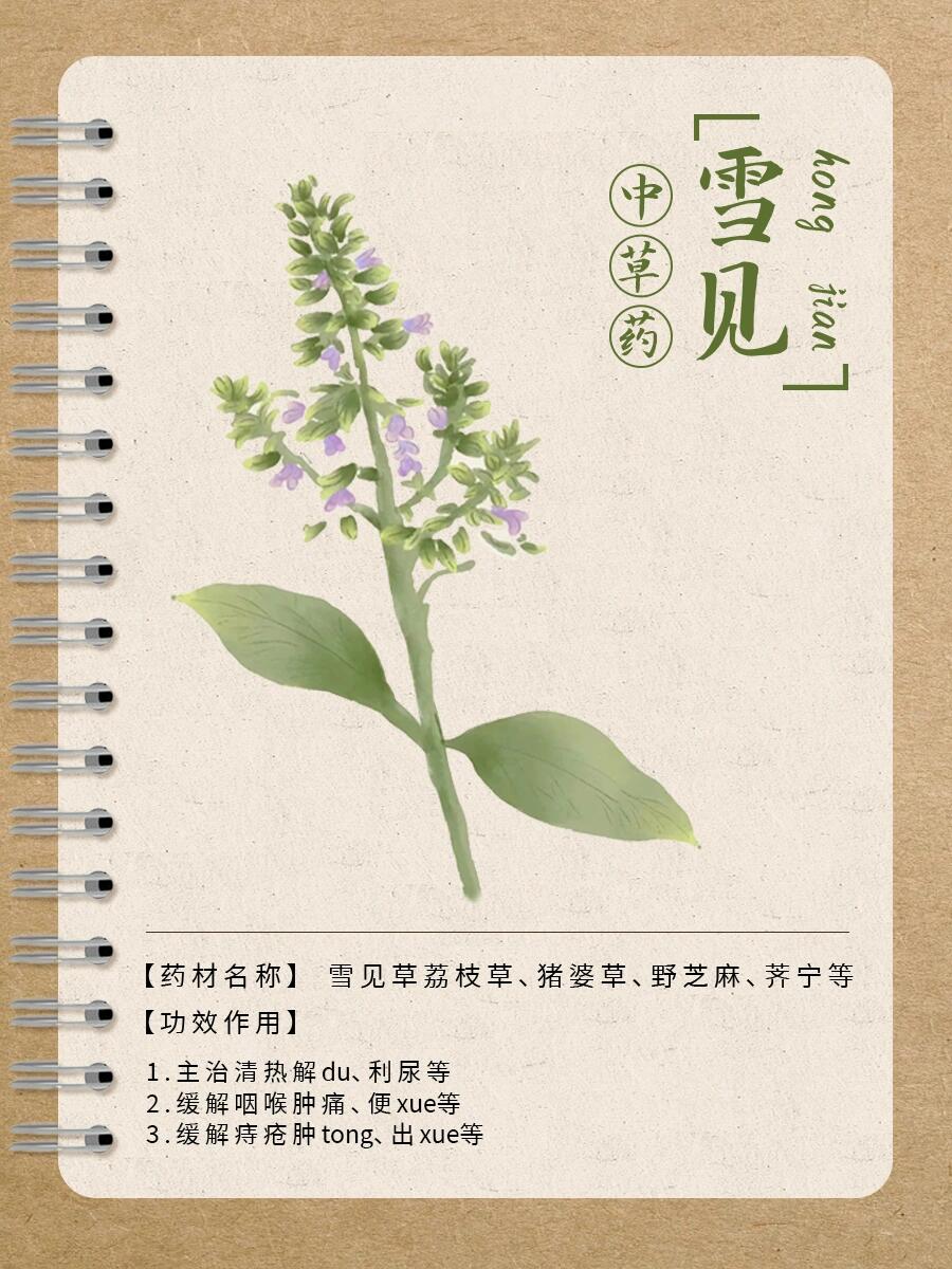 第6期 · 每天认识一味中草药│雪见