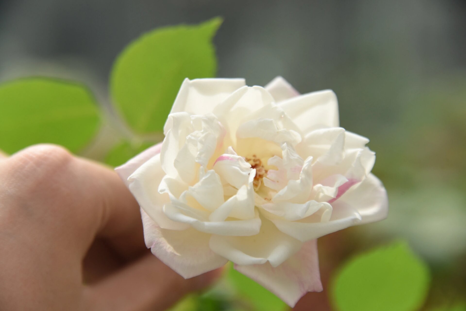 中国古老月季——枫叶芦花 中国古老月季 枫叶芦花,洒金,洒金白,抓破