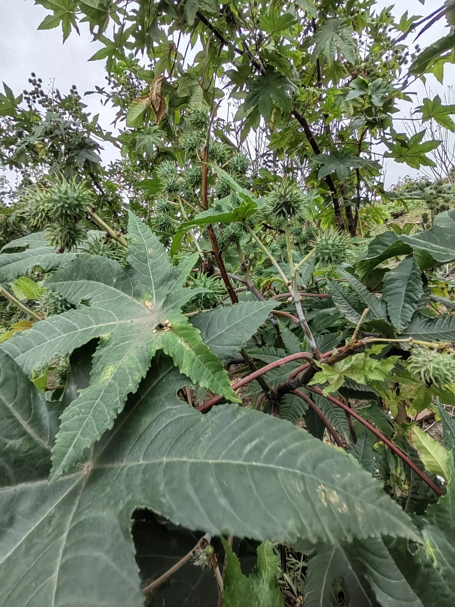 警惕:剧毒植物,这个果子不能吃!
