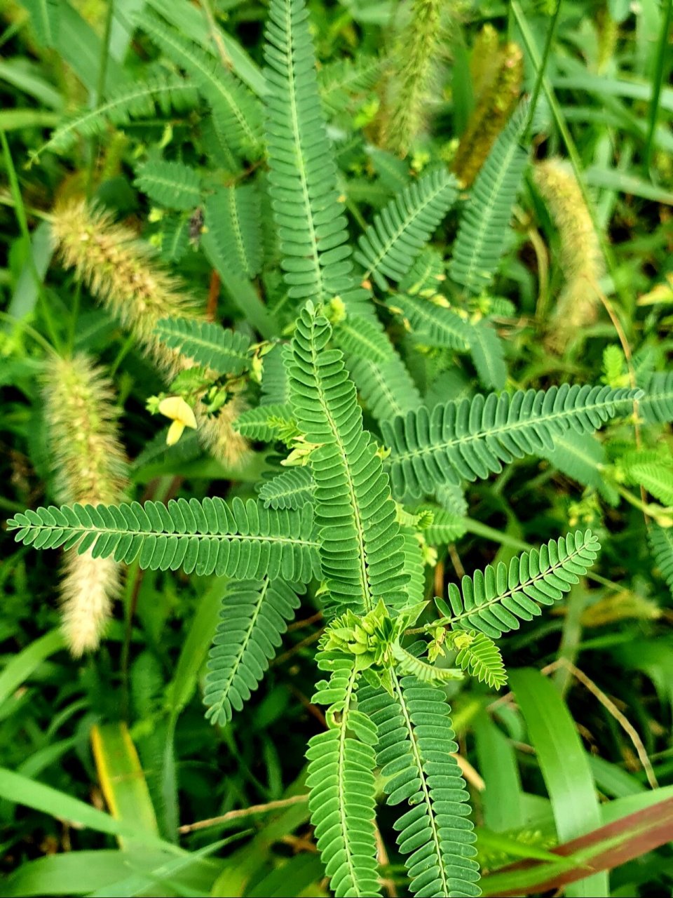 合萌 97第一次见,豆科,中药.