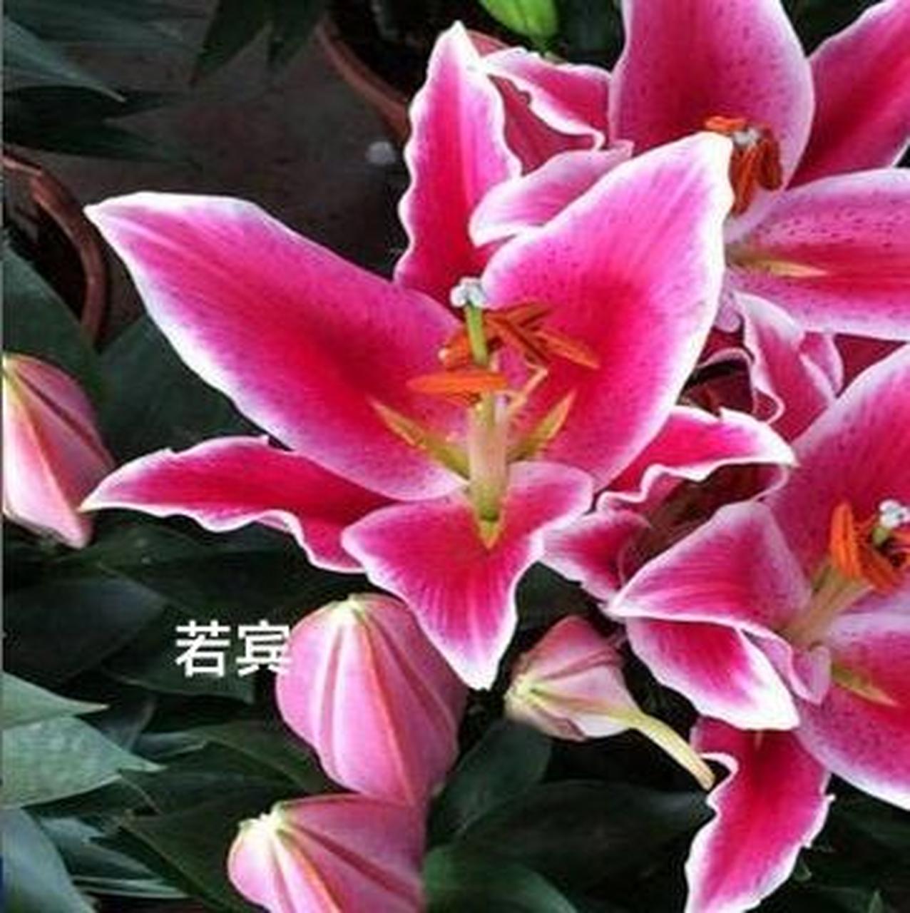花园必不可少的美人-东方百合 东方百合香气浓郁,花色浓丽,花形大