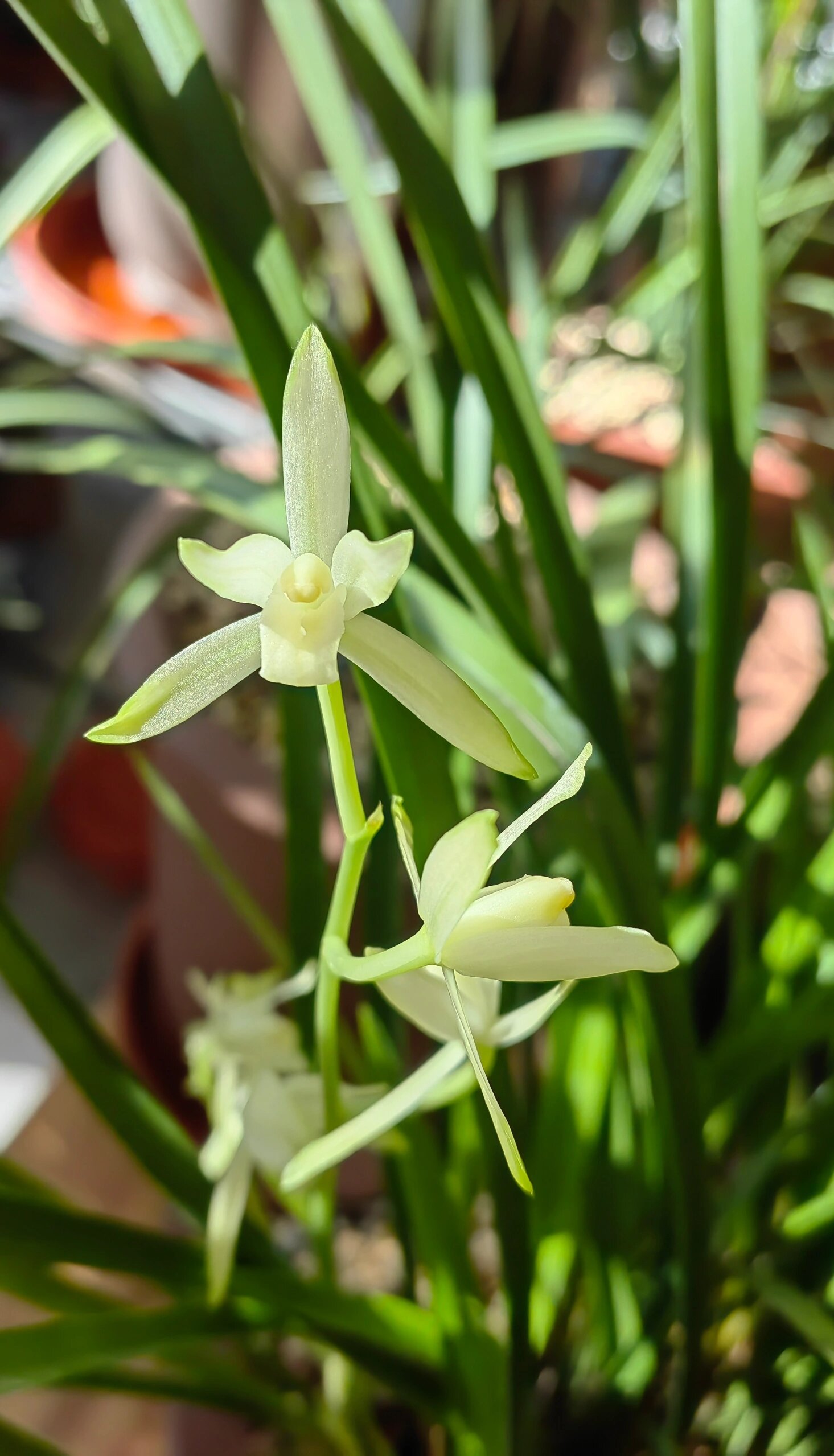 品兰:建兰铁骨素 铁骨素懒花.需干养,晒盆,方能见花.其花香气较浓.