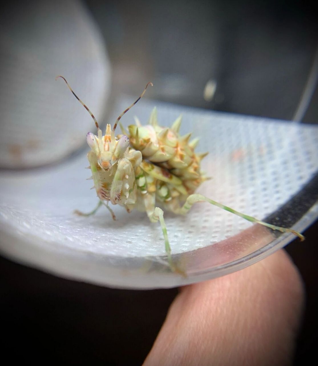 小花球 末龄的大刺花螳螂,快羽化了[偷笑]#螳螂# #刺花螳螂