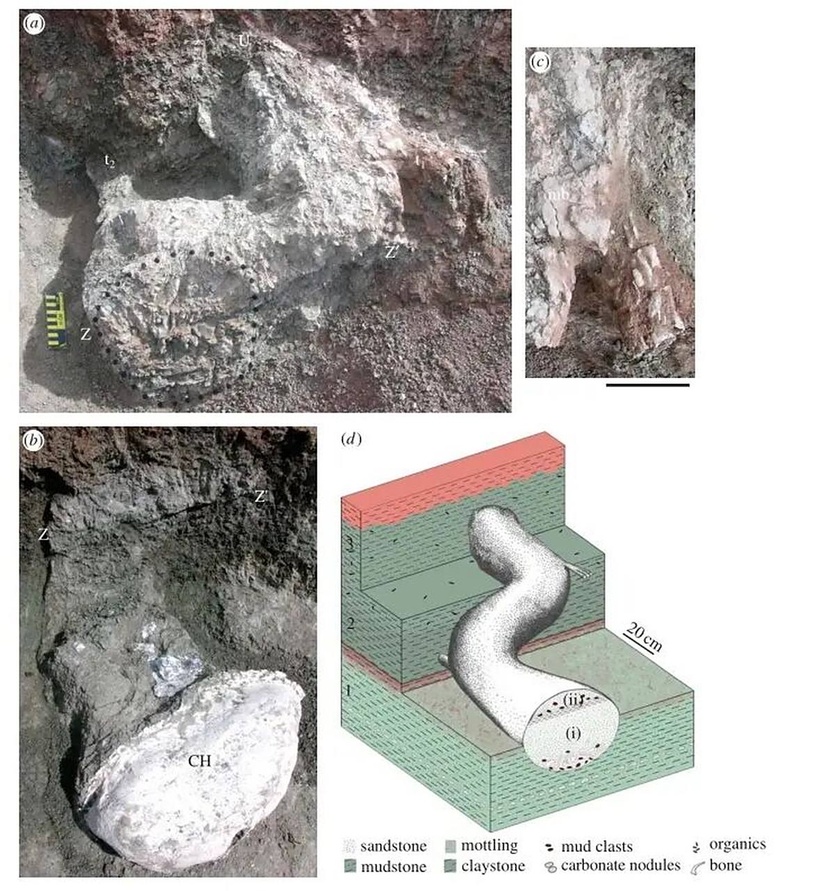 【恐龙百科】掘奔龙——会挖洞的恐龙 #恐龙# #古生物# #科普# #白垩
