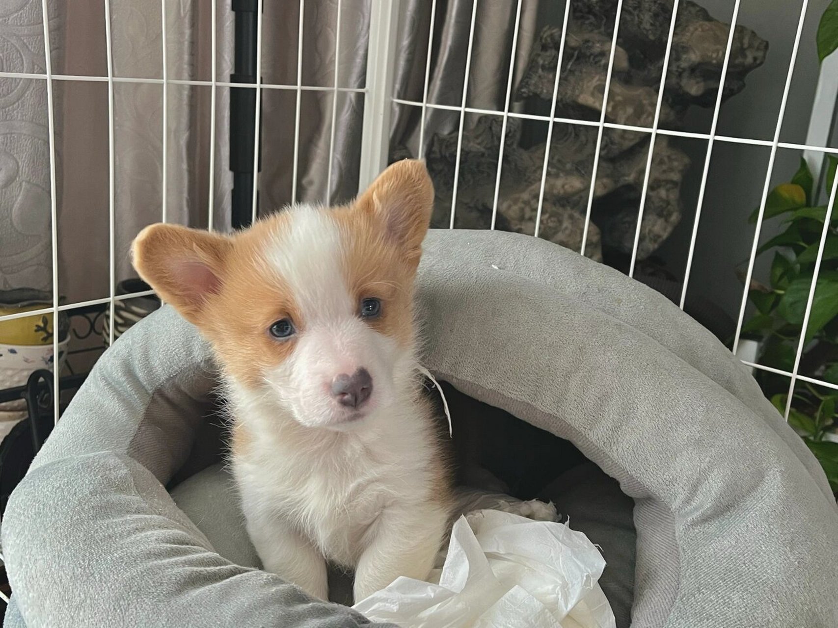 两个月小柯基 新手养狗 求指教～ 两个月零八天的小柯基 1.