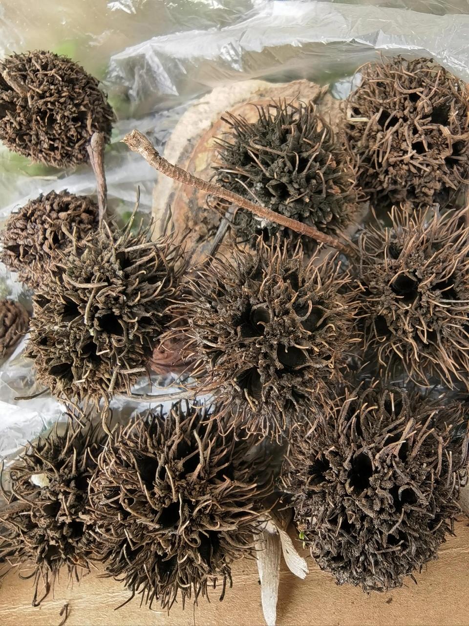 偶遇像海胆又似板栗的路路通99 【路路通】别名 枫实,枫果,枫木上球