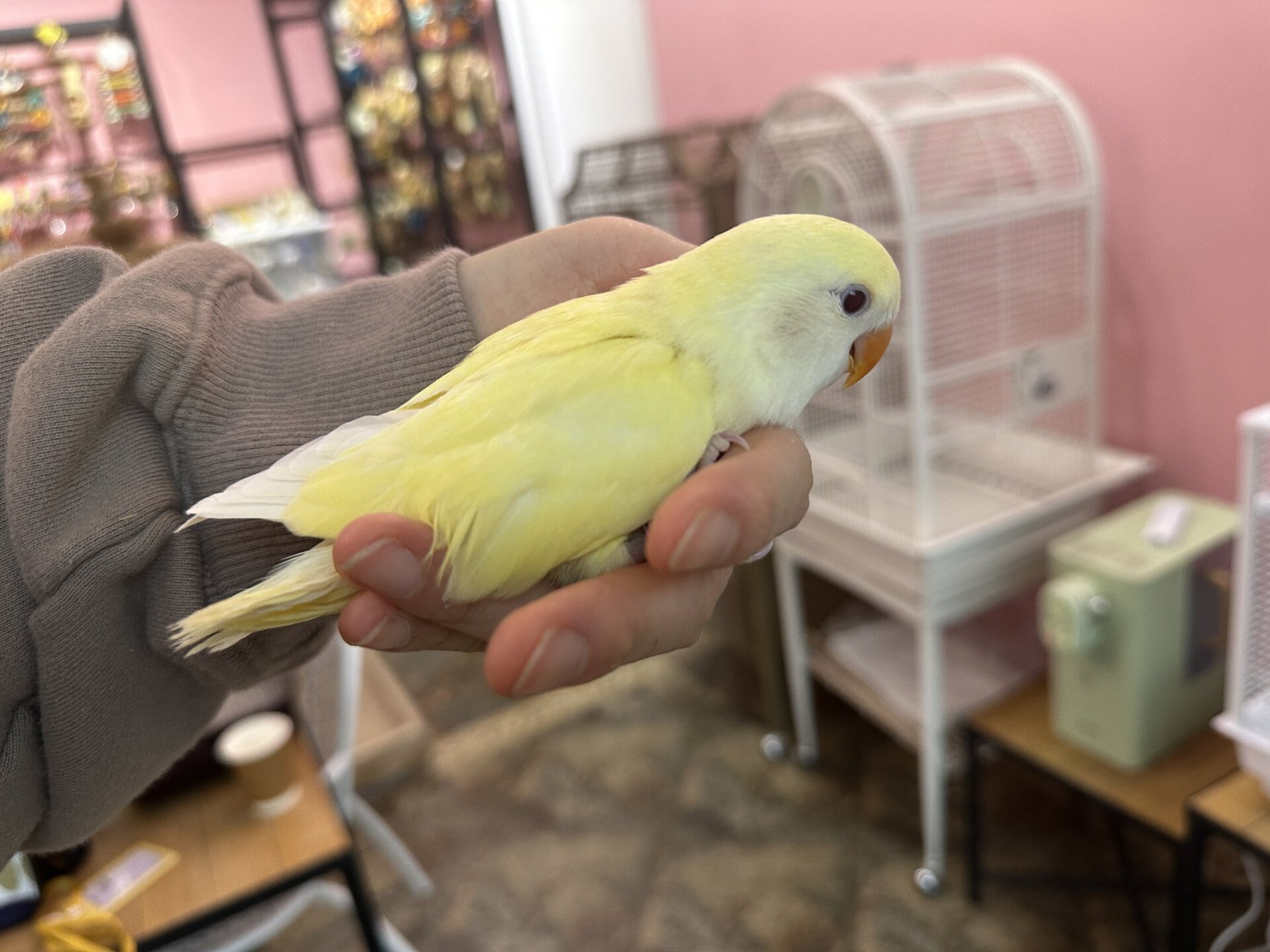 奶油色的日本桃牡丹宝宝 日本桃也叫奶油桃,小鸟身体呈现淡黄色,颜色