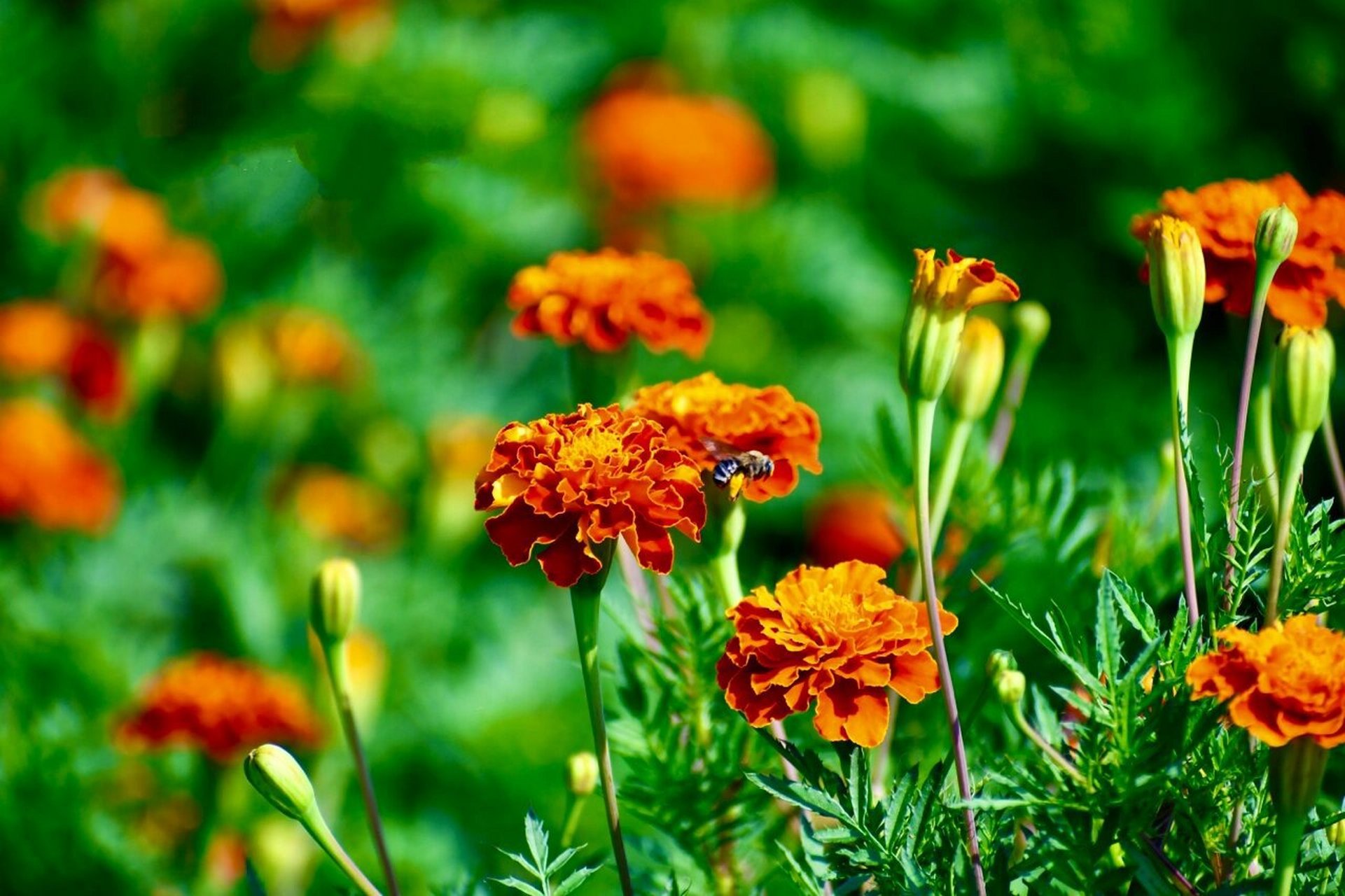 外秀惠中的孔雀草(万寿菊) 这让人惊艳的美,不仅吸引各种昆虫,也深深