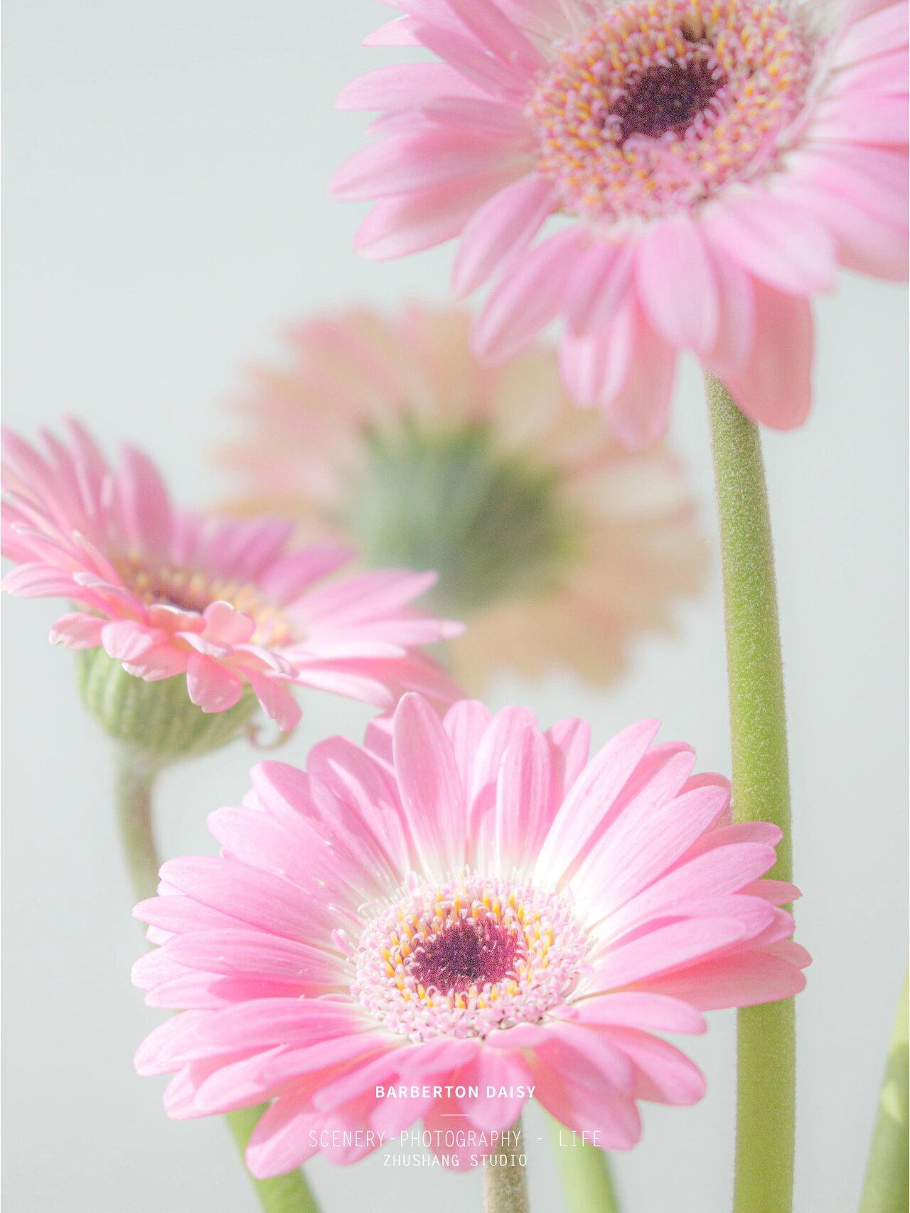 你知道为什么它叫"扶郎花"吗 鲜切粉色扶郎花是浪漫的开始 一开始并不