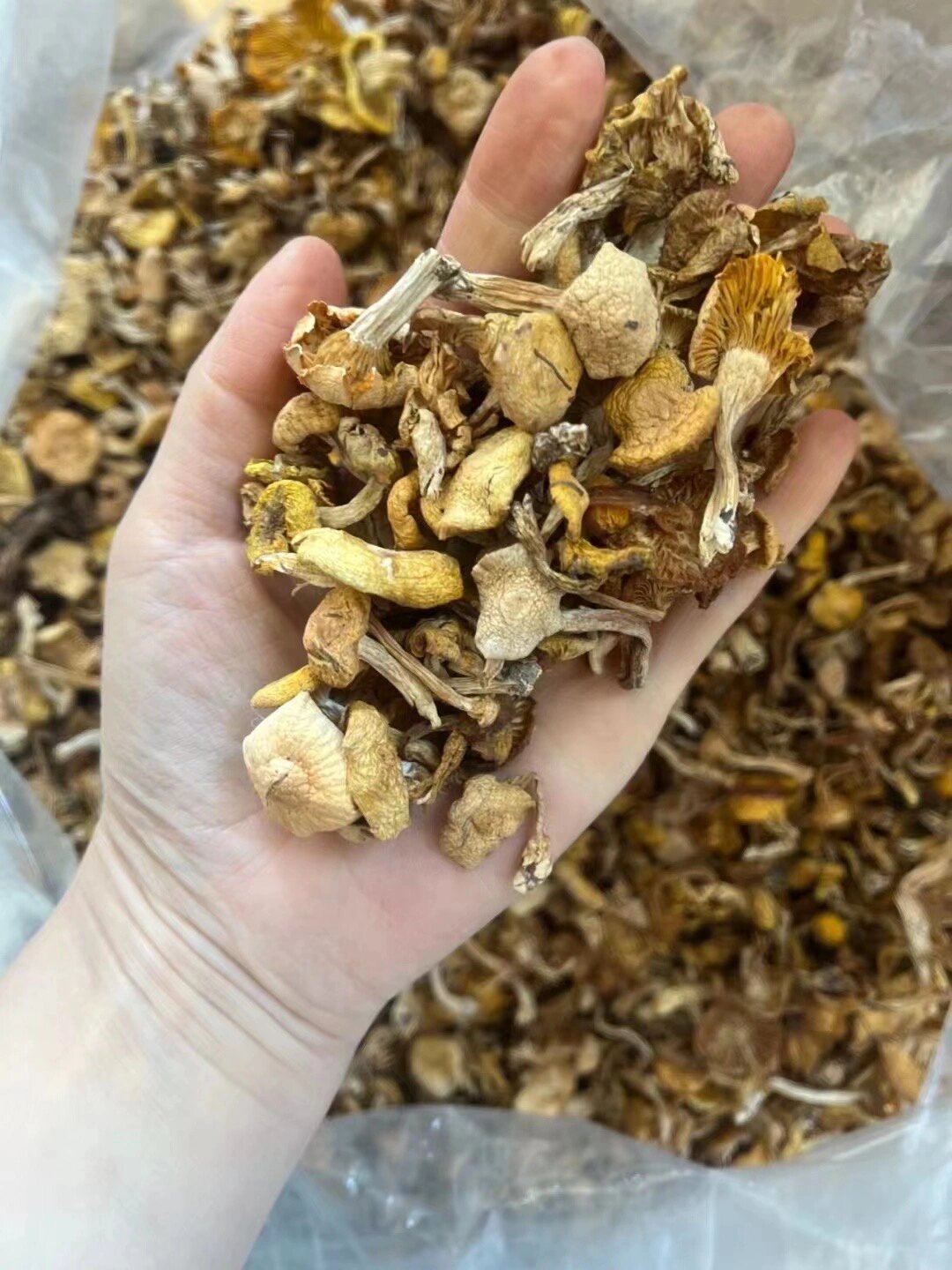 都是上好的小蘑菇芽 黄蘑一般长在松树林里,嫩滑鲜美,是名贵的东北