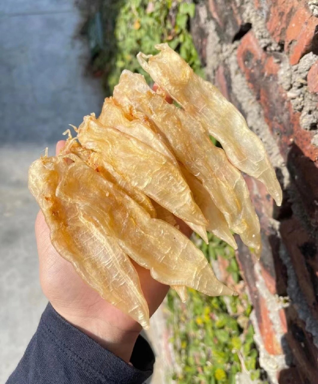 南澳水晶厚肉赤嘴鳘鱼胶,肉厚软糯爽滑 好吃,孕妇月子可以吃一斤60出