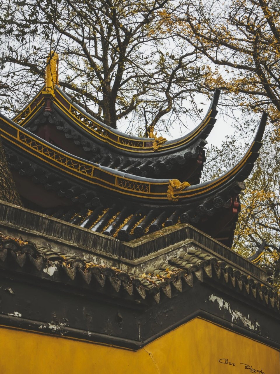 " 冬季的常熟虞山藏海寺前,"金毯"铺路,百年古树与古刹相映禅意浓.